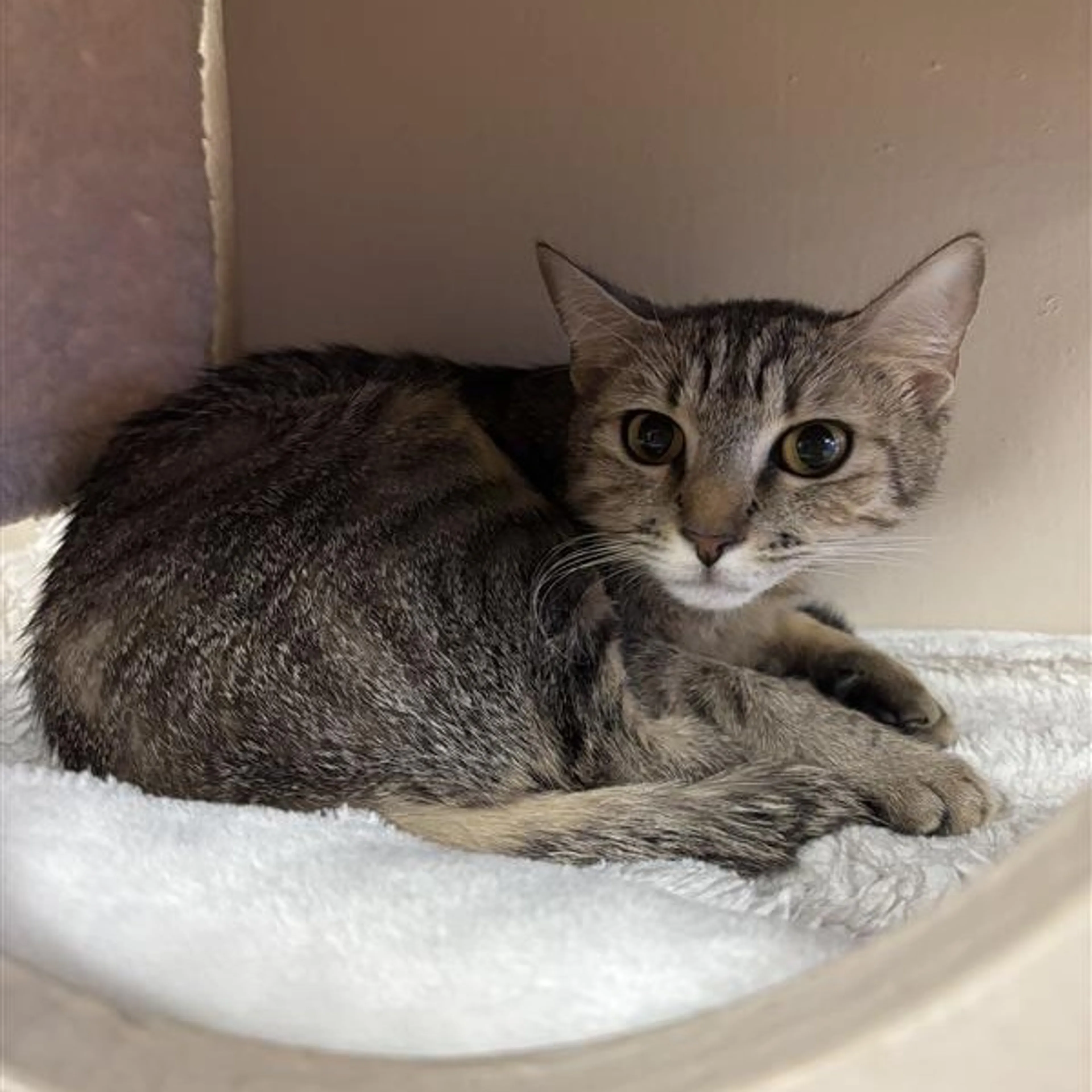 Found pet-4