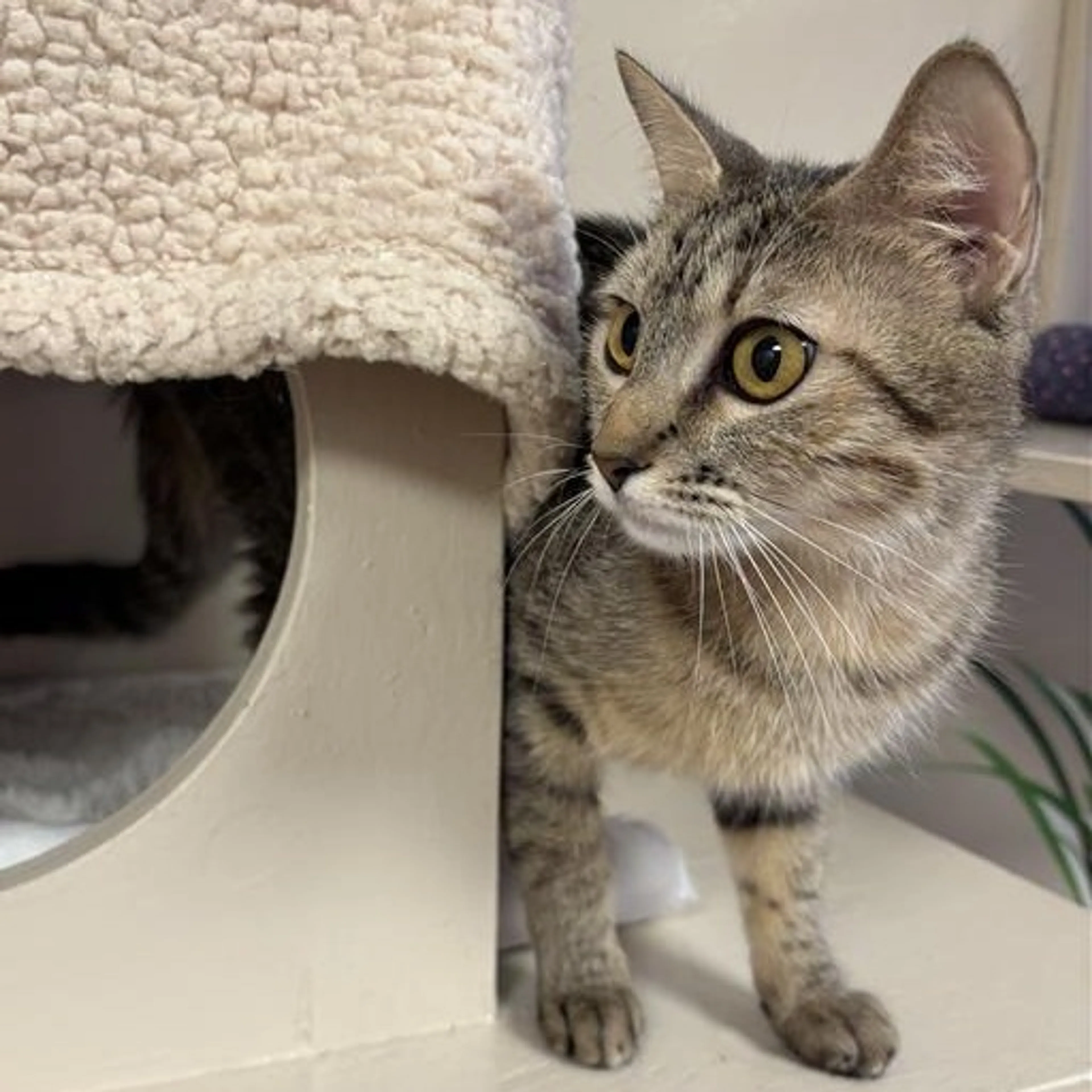 Found pet-5