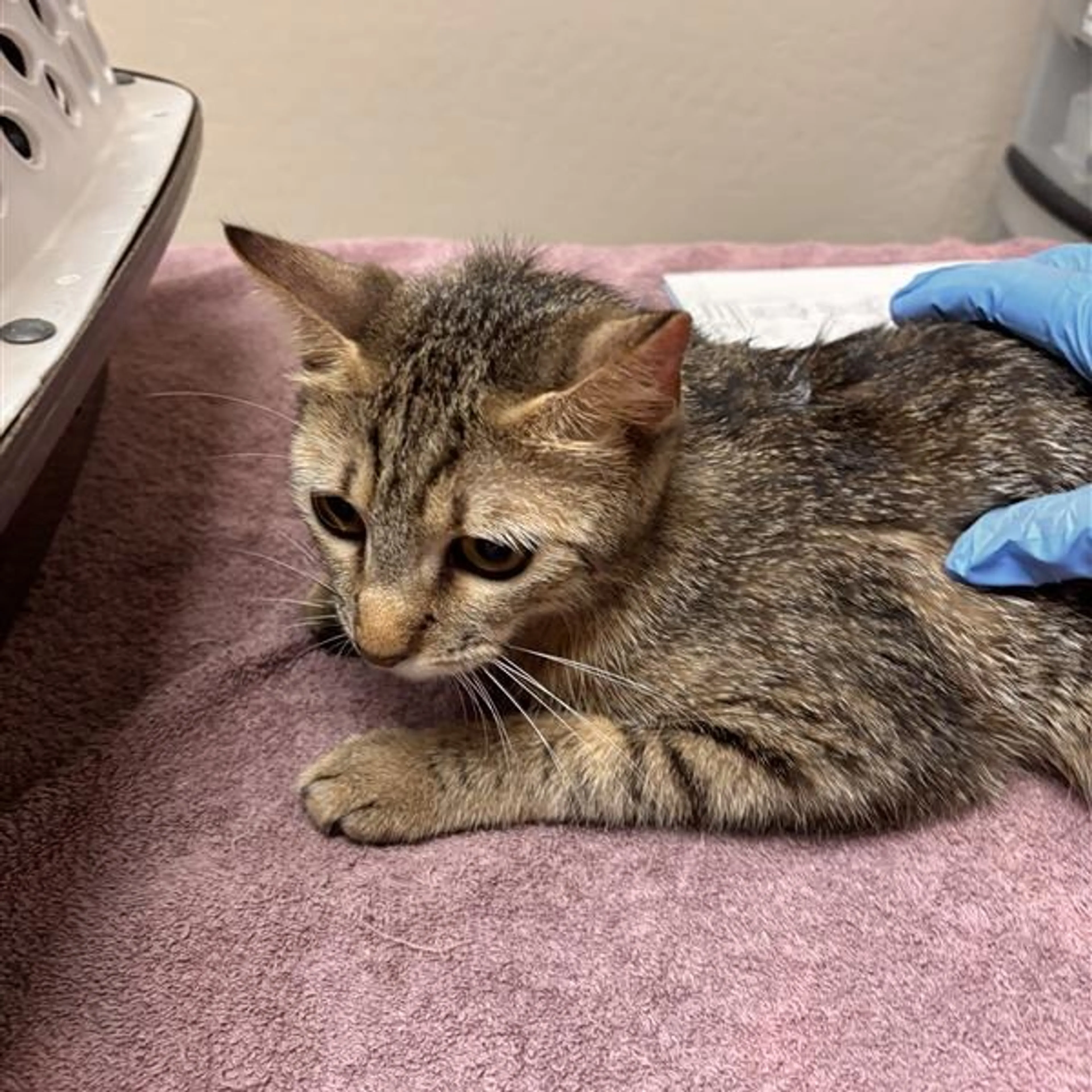 Found pet-3