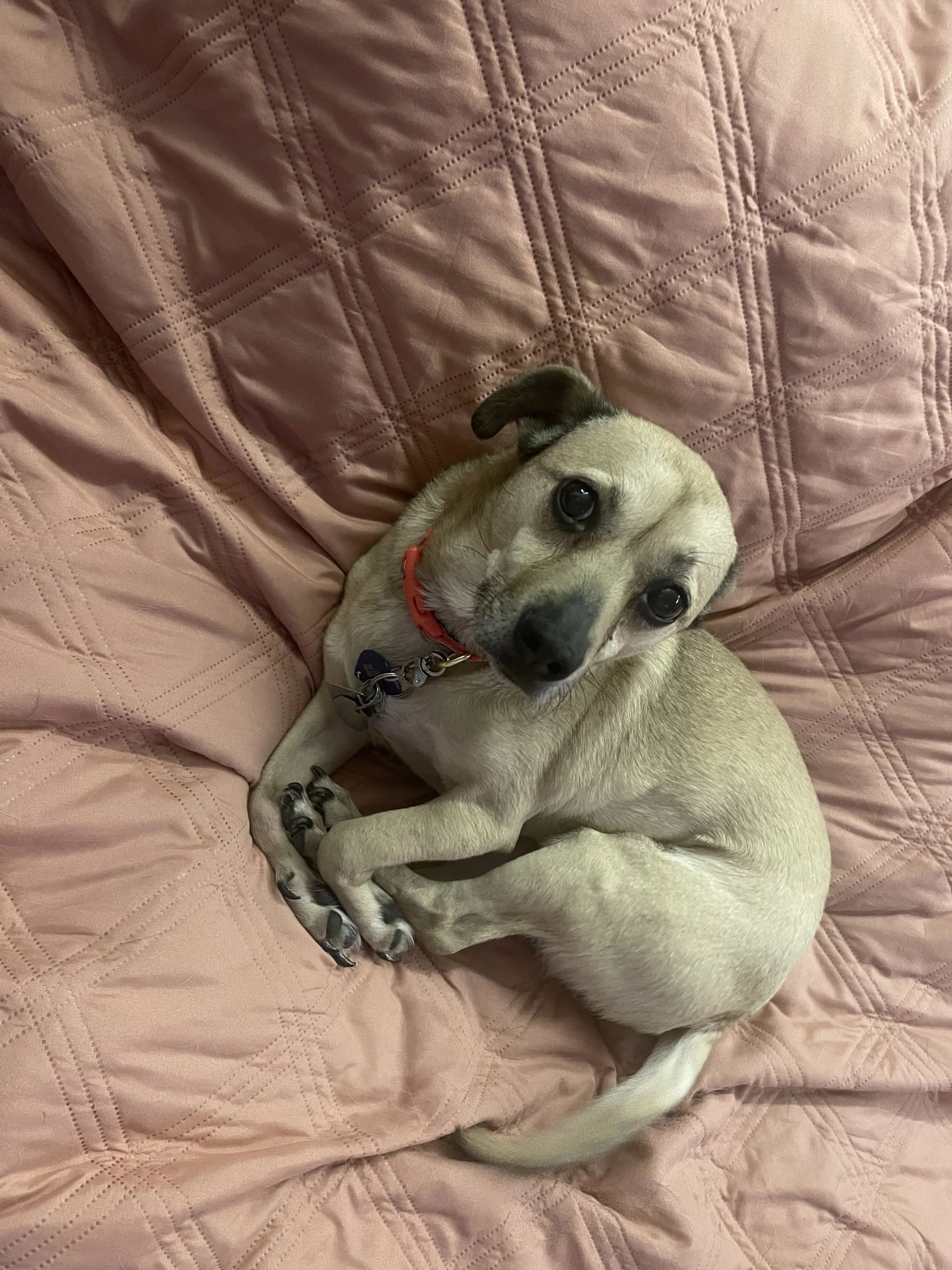 Lost pet