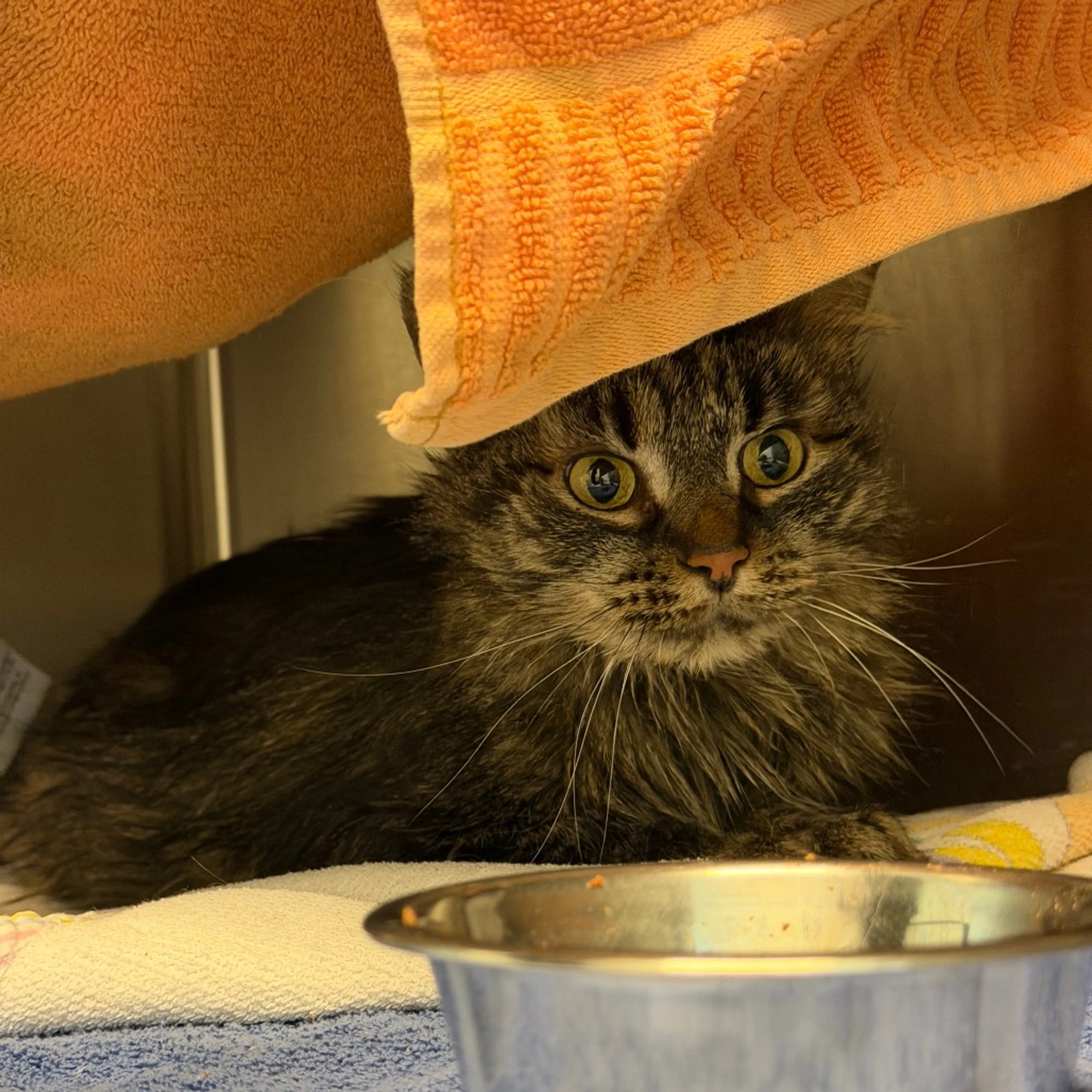 Found pet