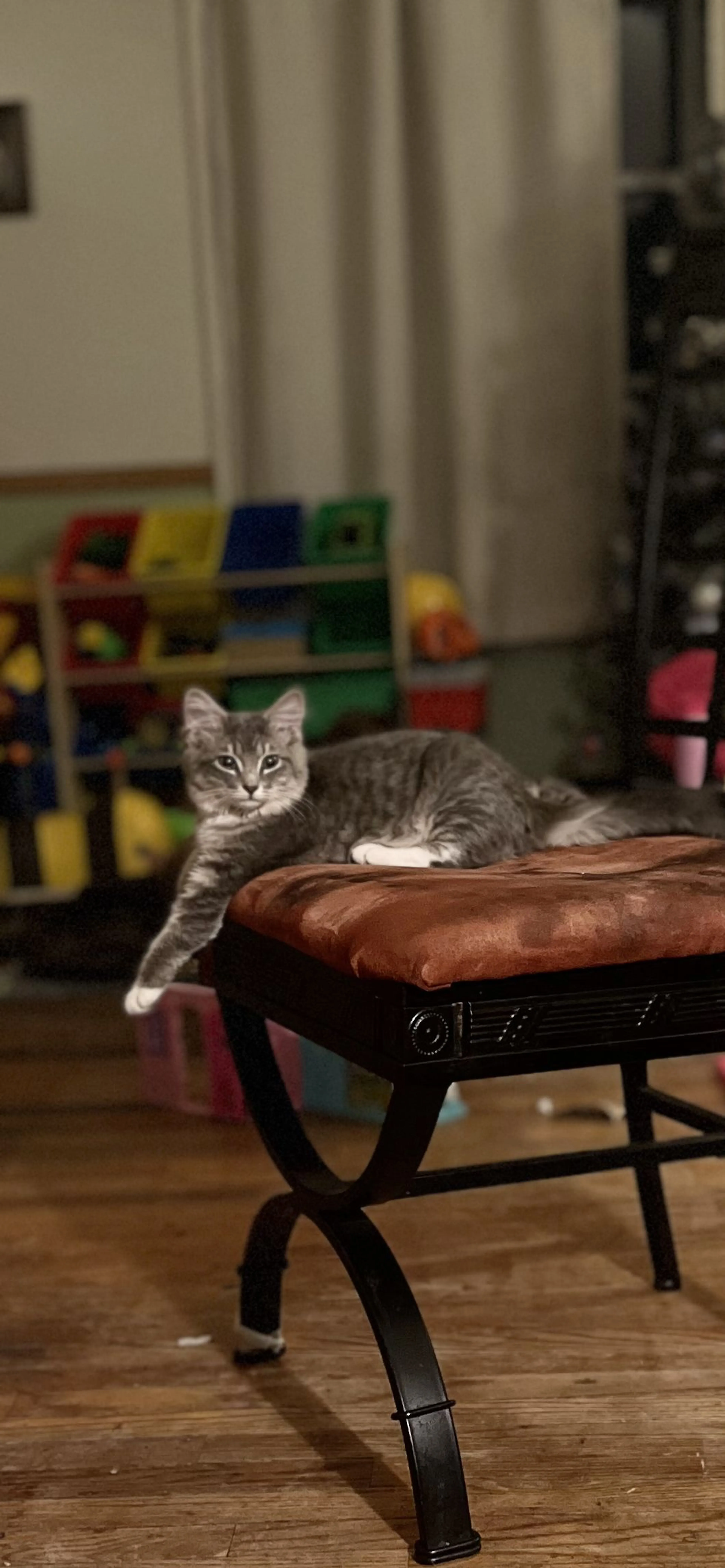 Lost pet-4