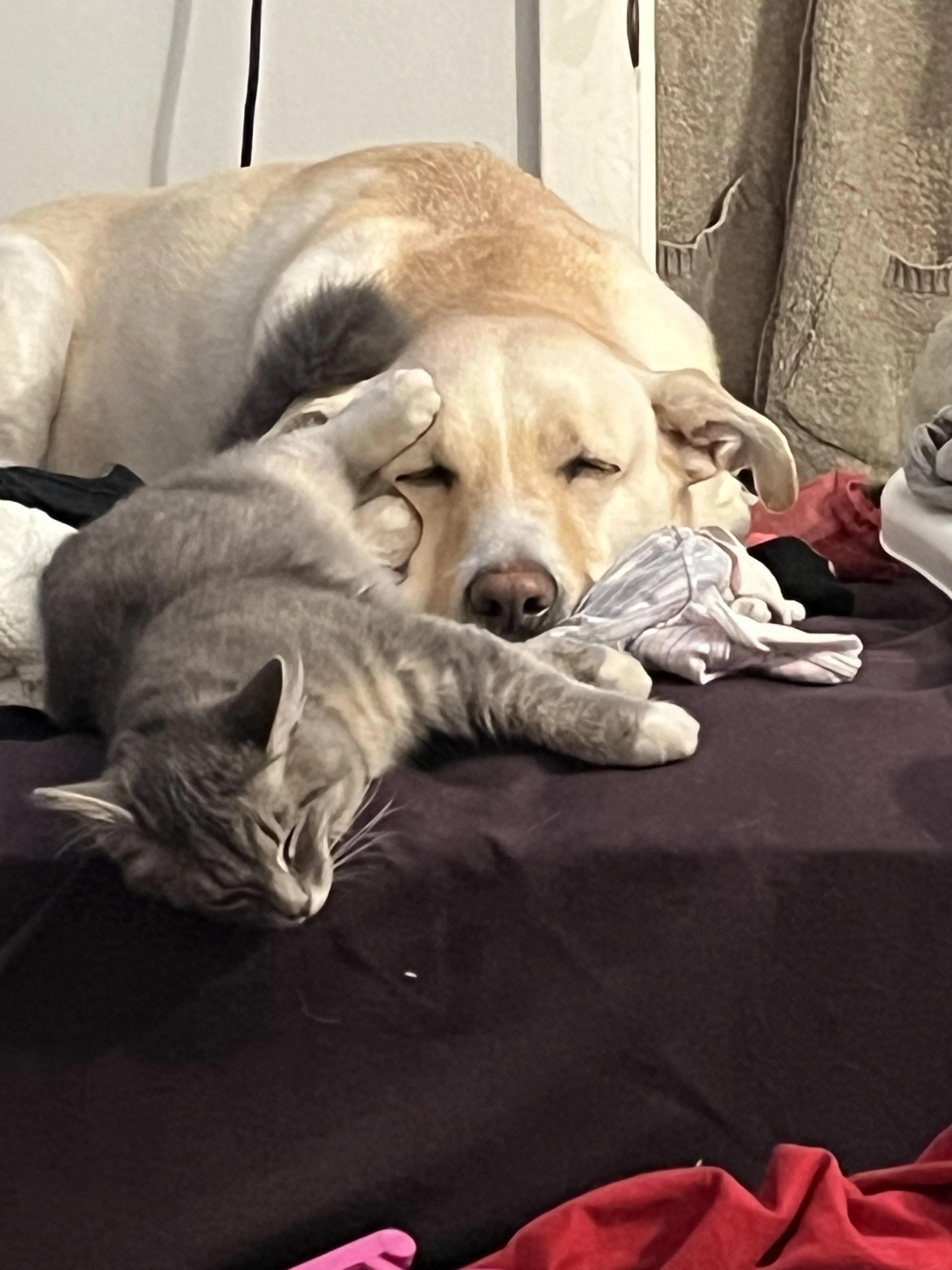 Lost pet-2
