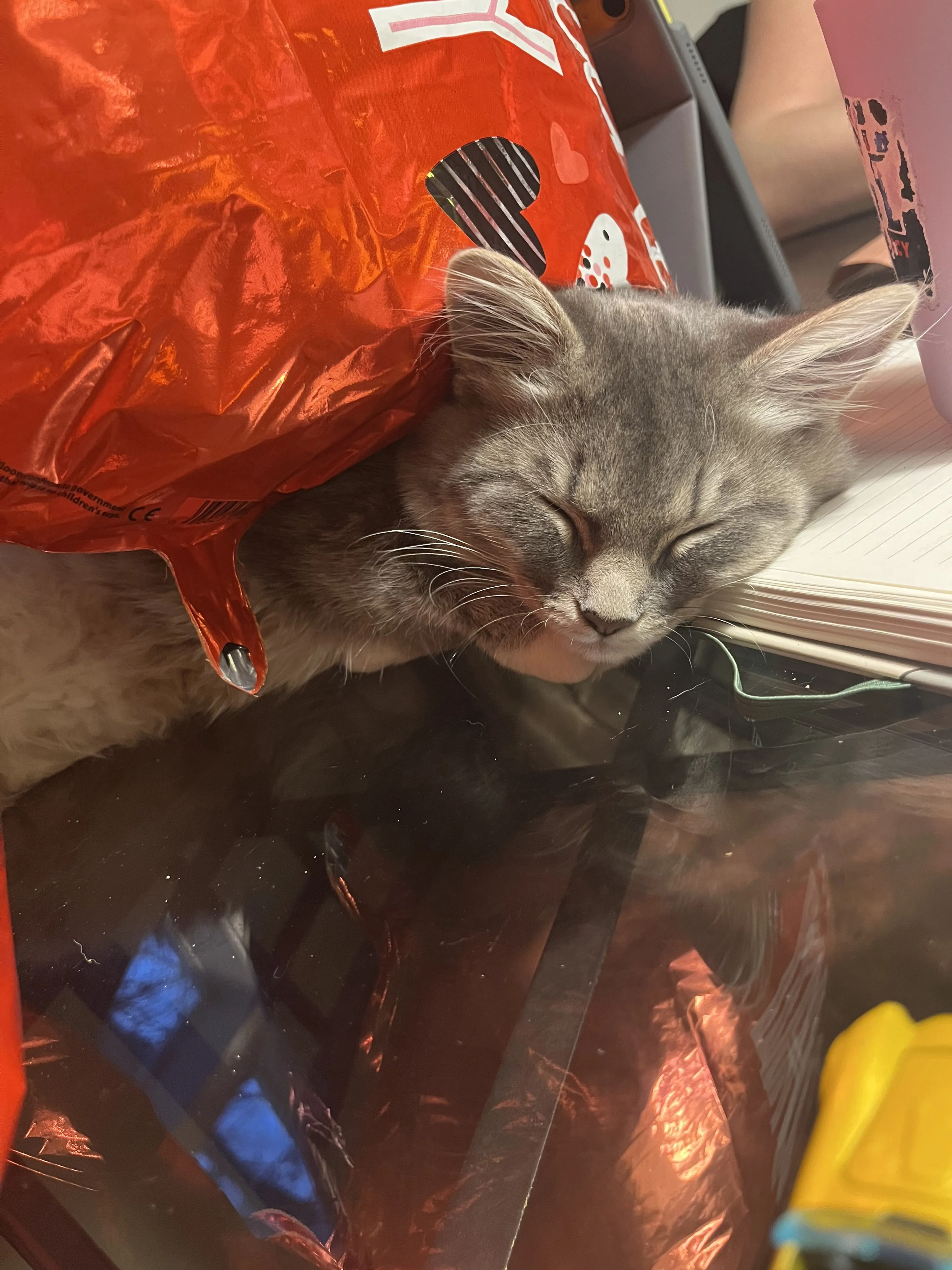 Lost pet-0