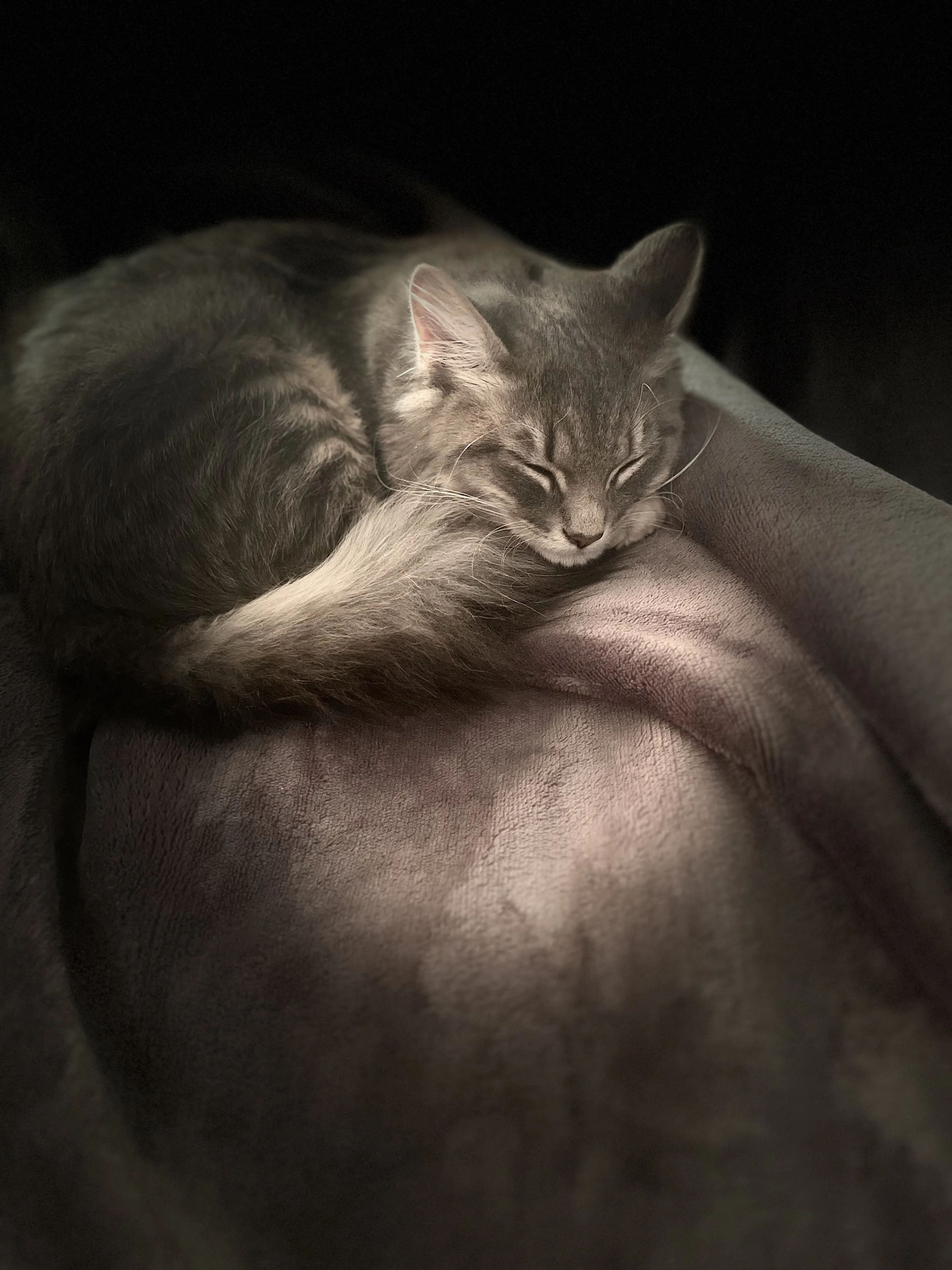 Lost pet-1
