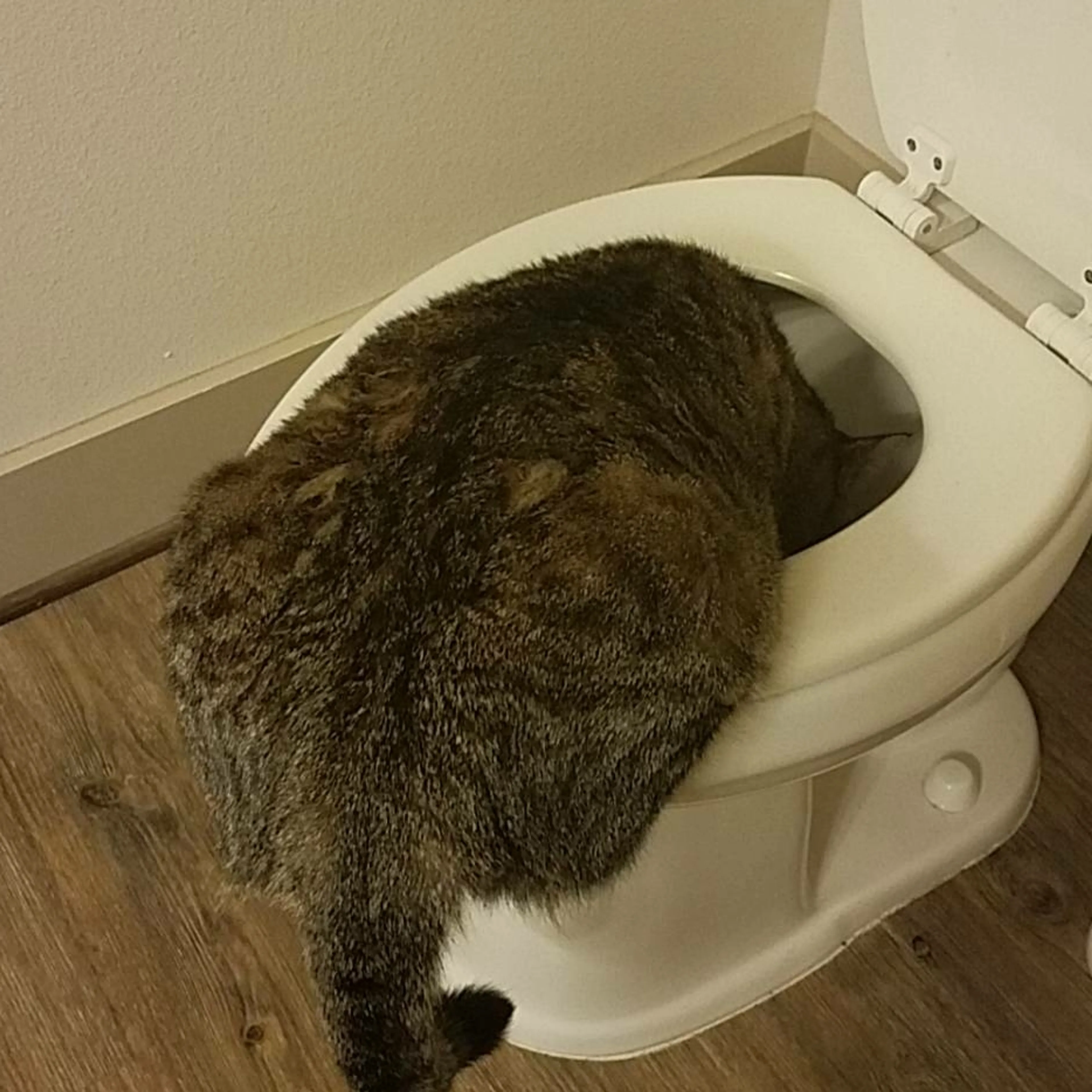 Lost pet-3