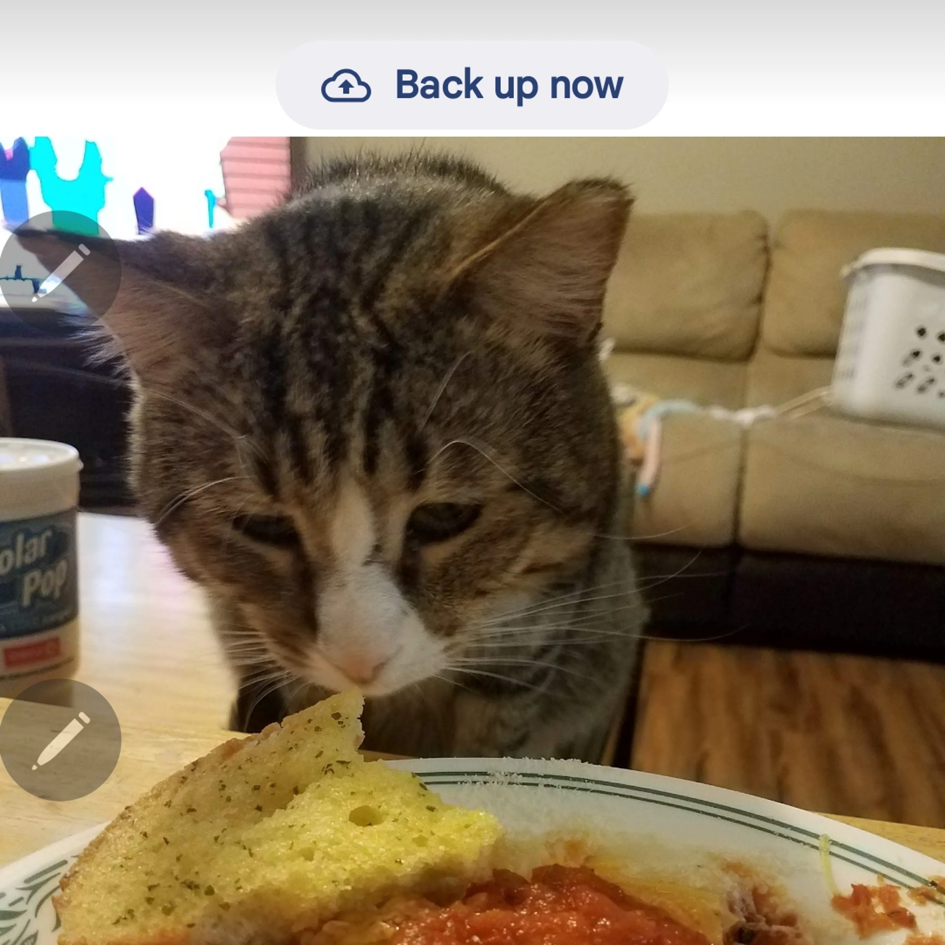 Lost pet-2