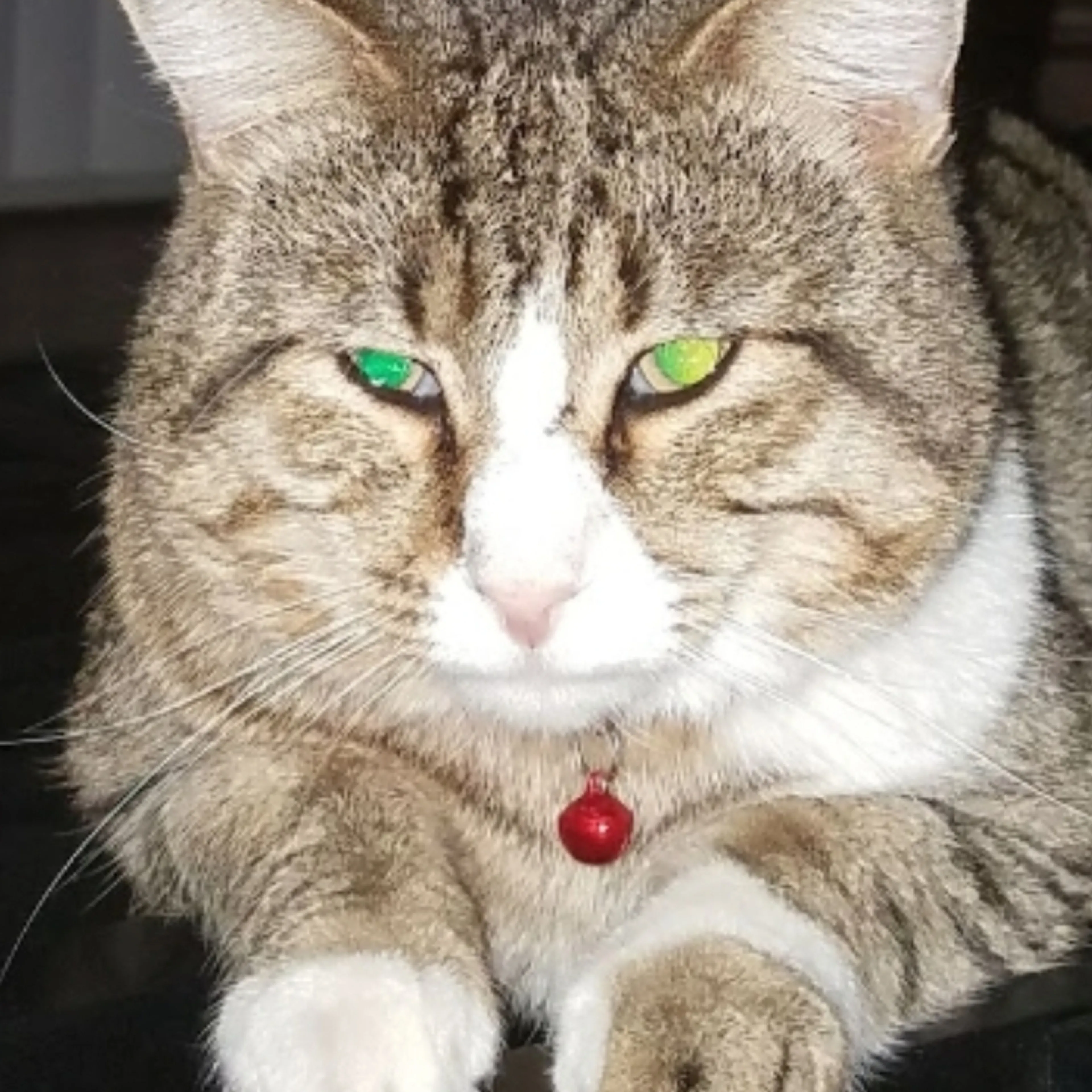 Lost pet-0