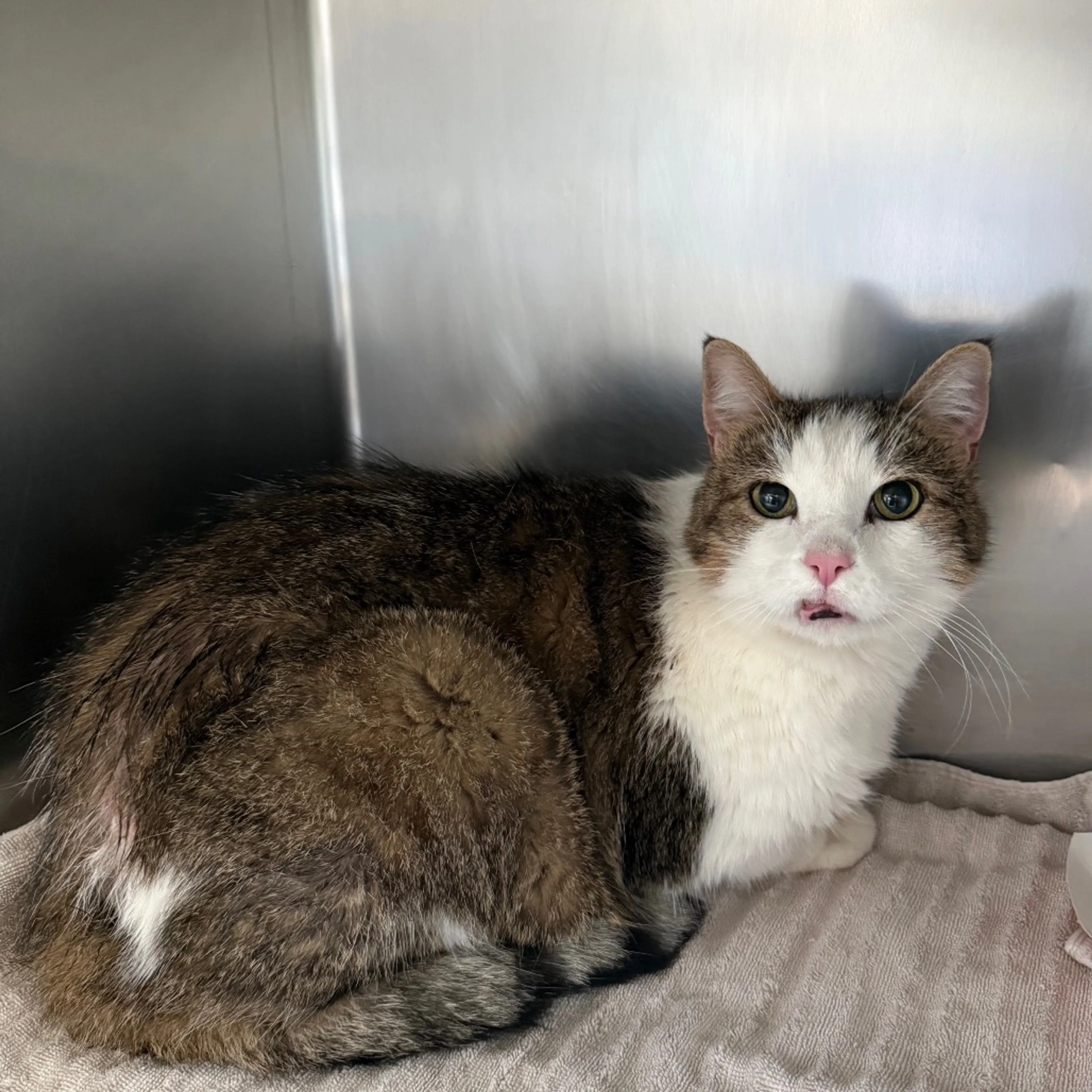 Found pet-1