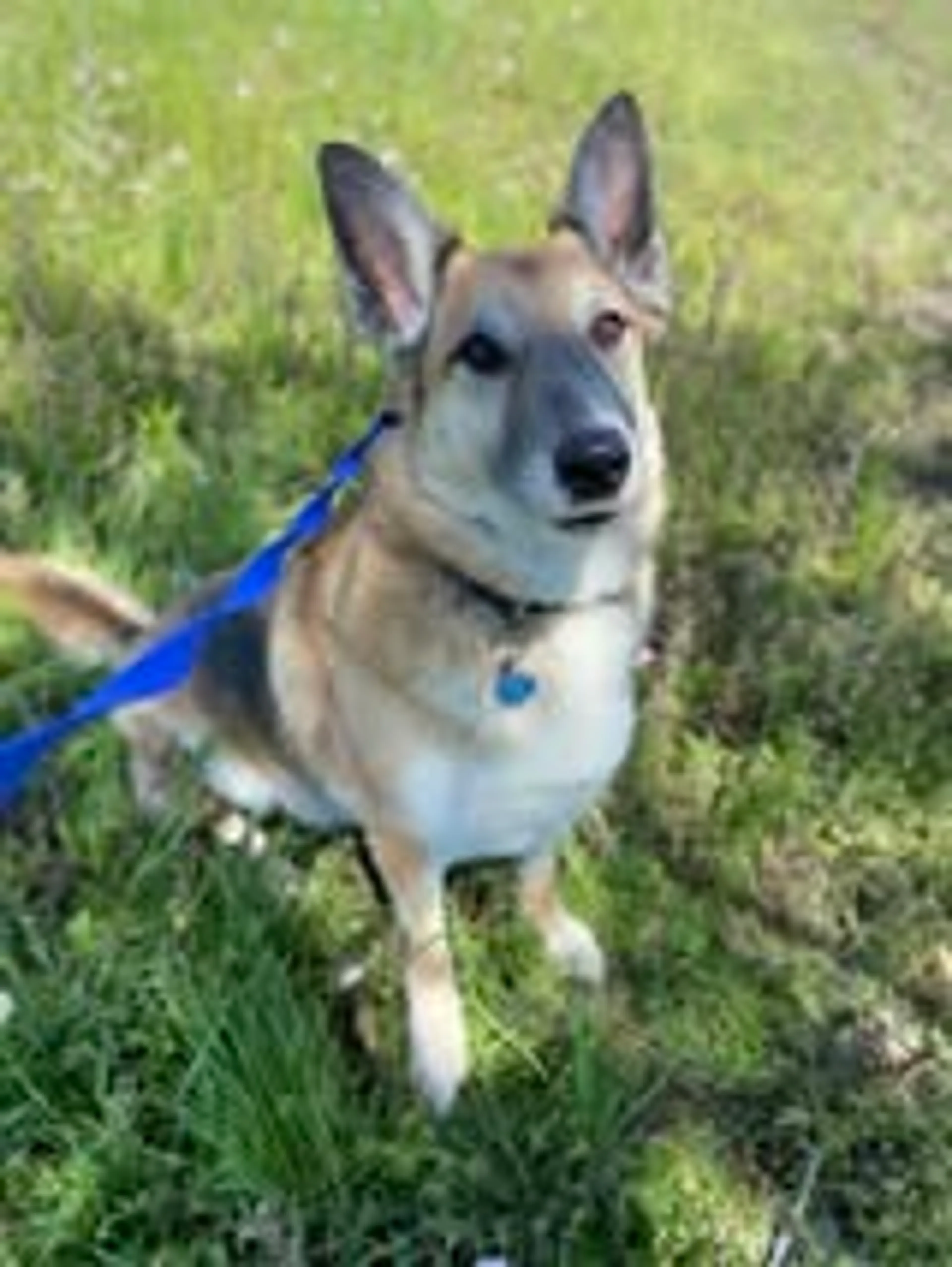 Found pet-2