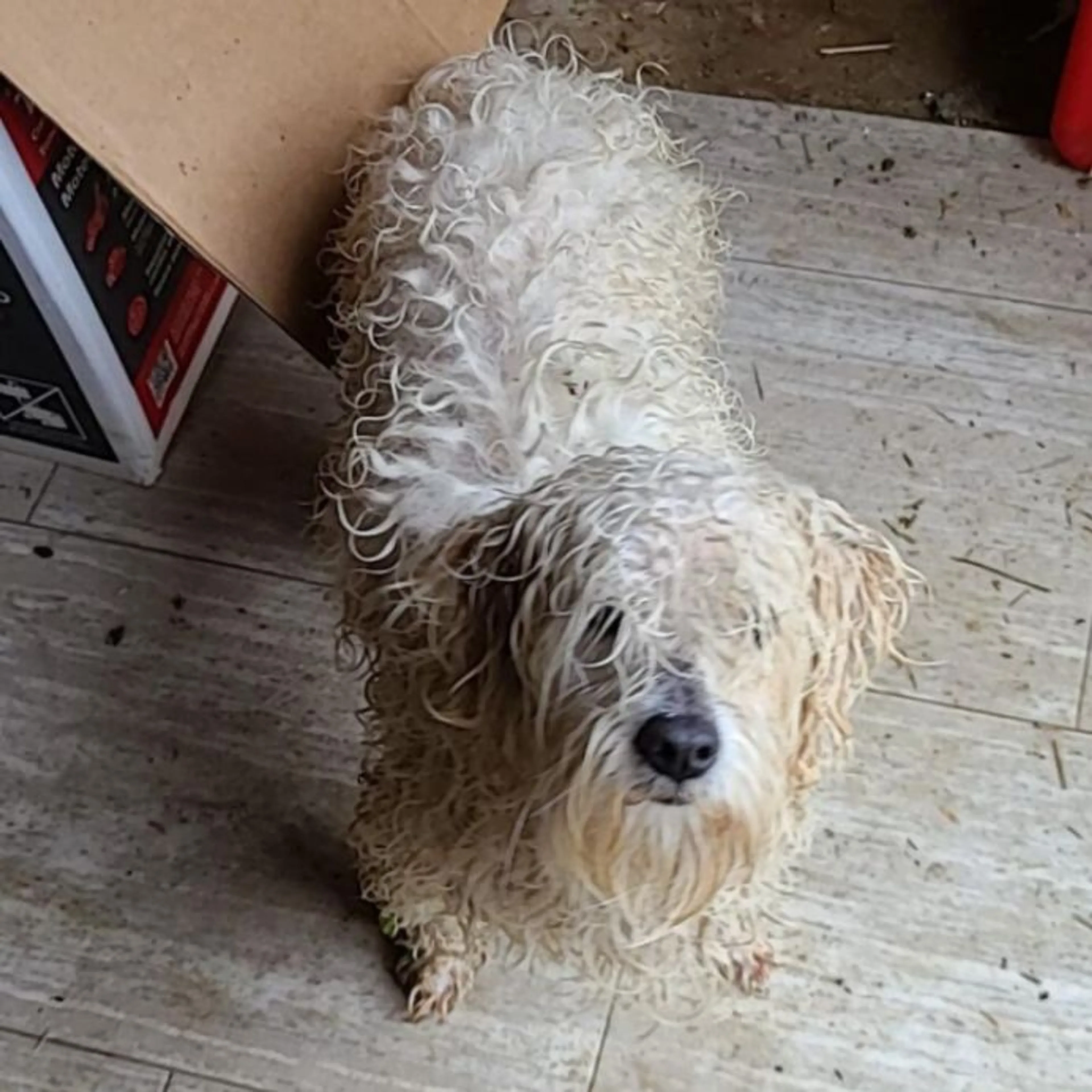 Found pet-0