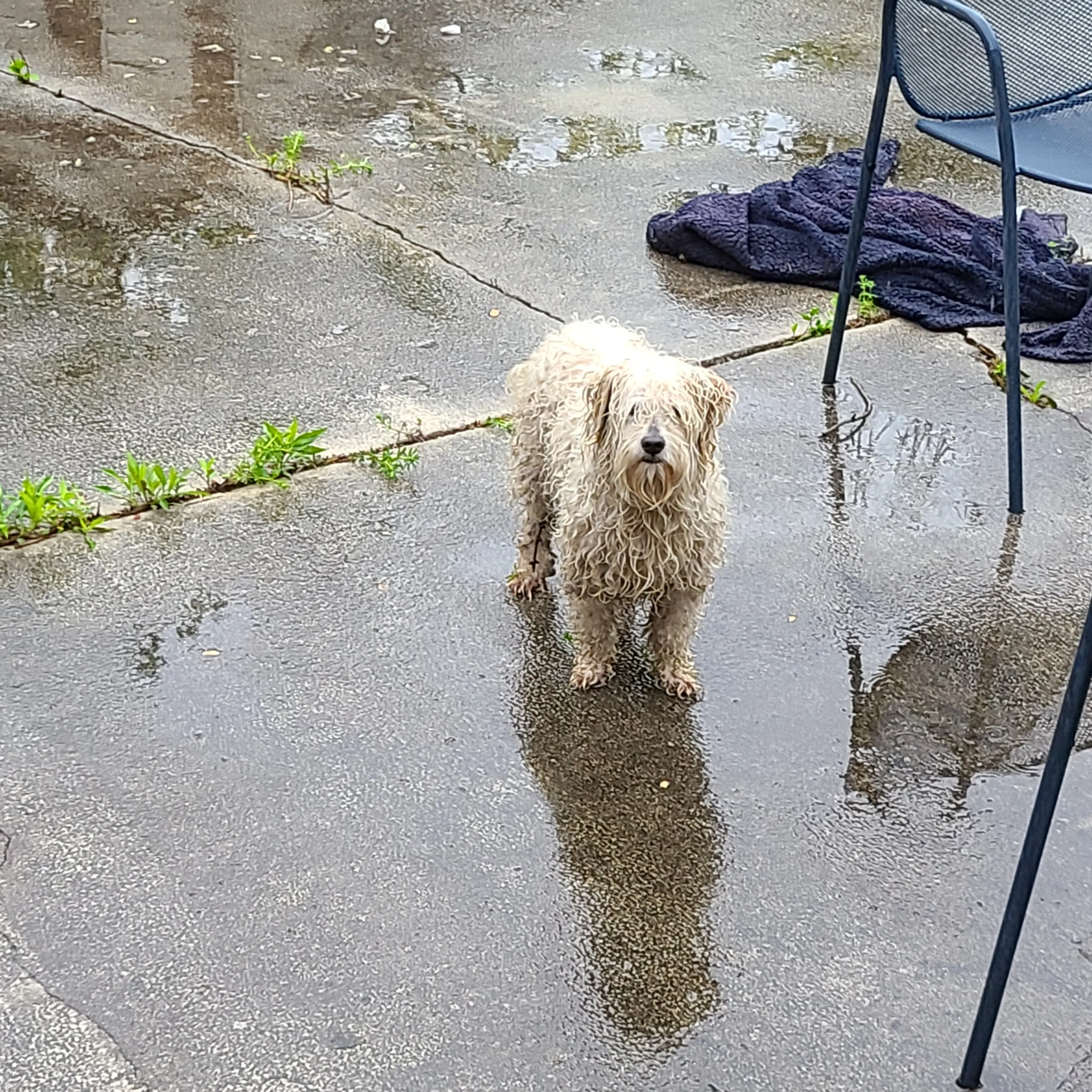 Found pet-1