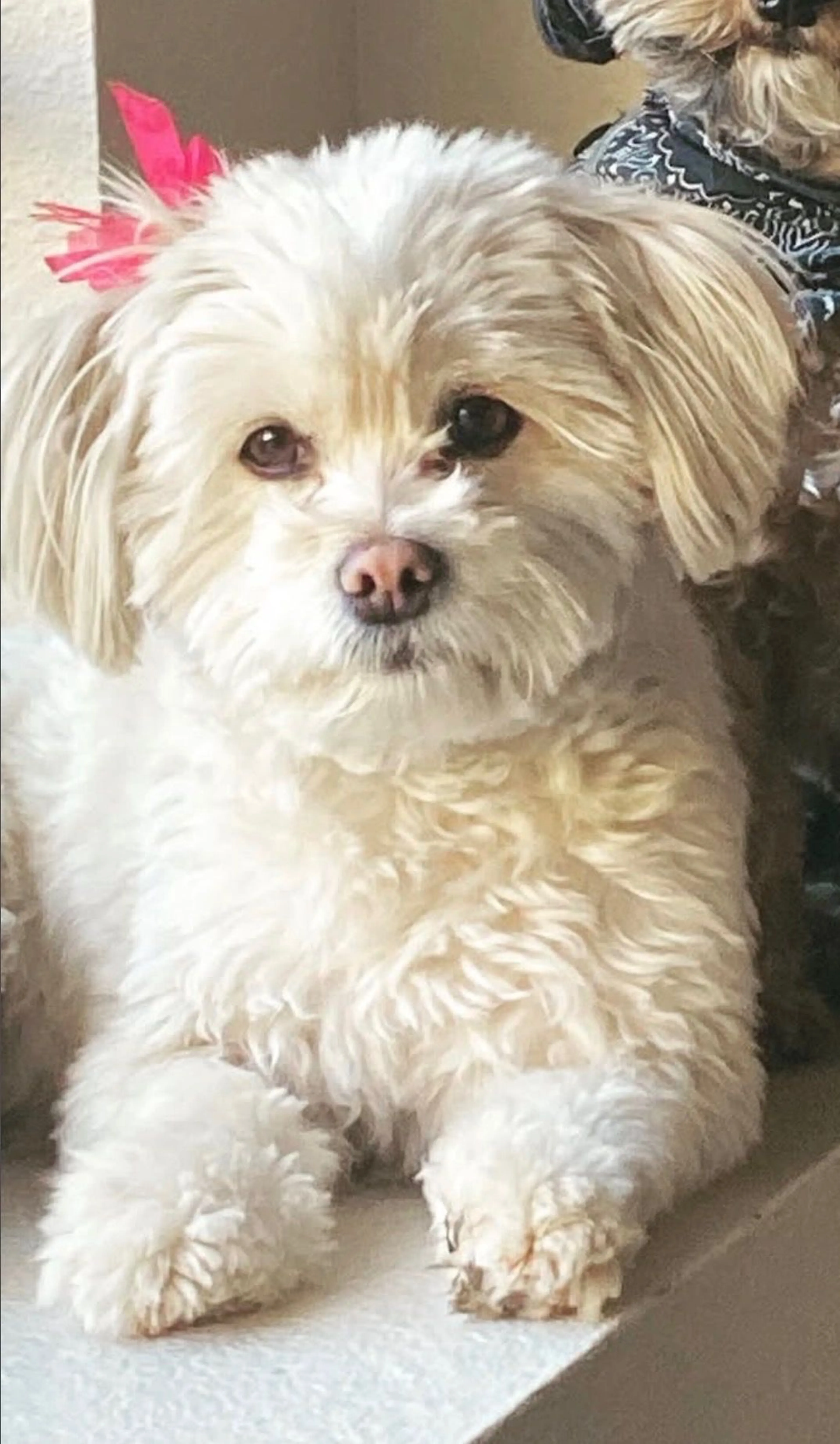 Lost pet