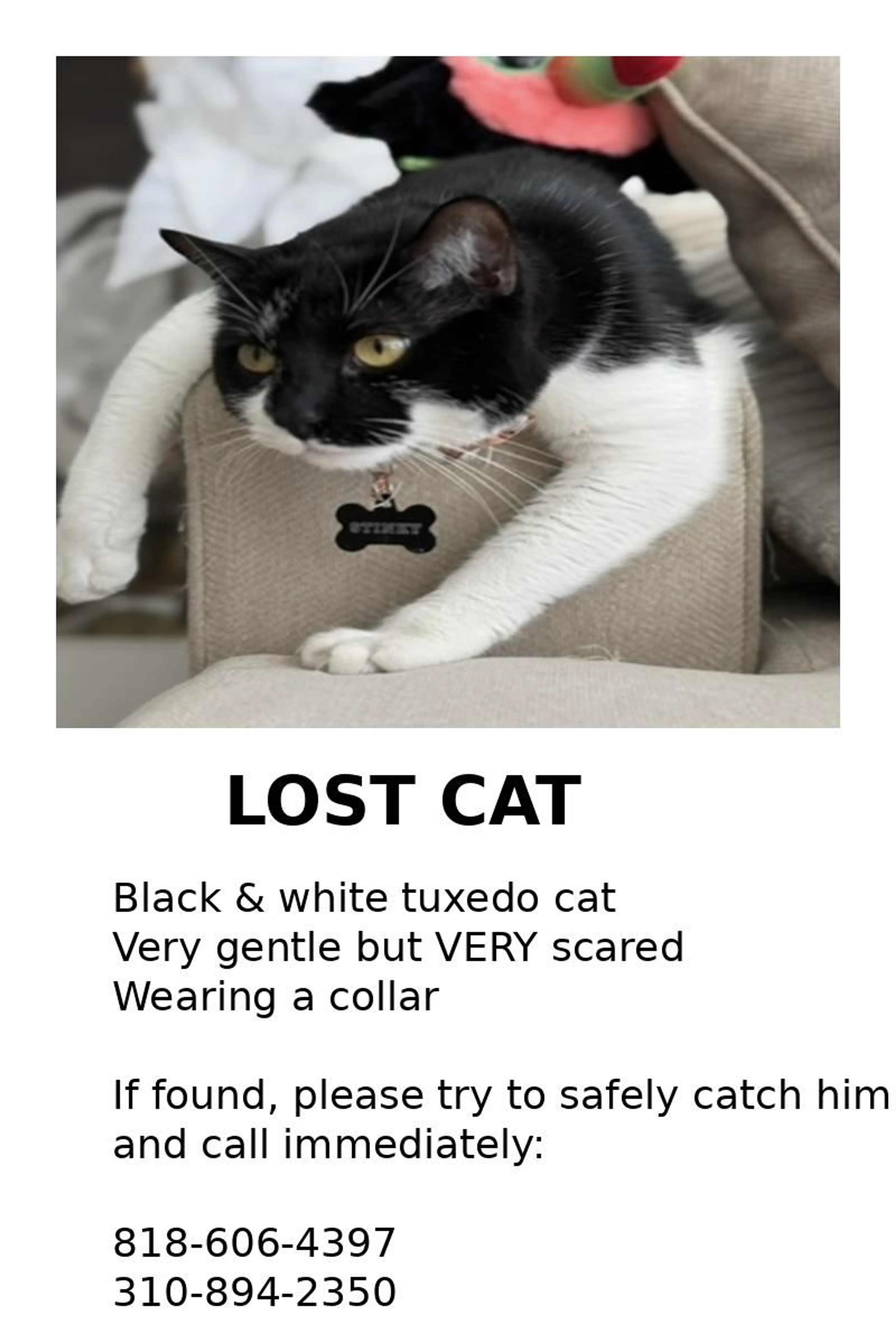 Lost pet-0
