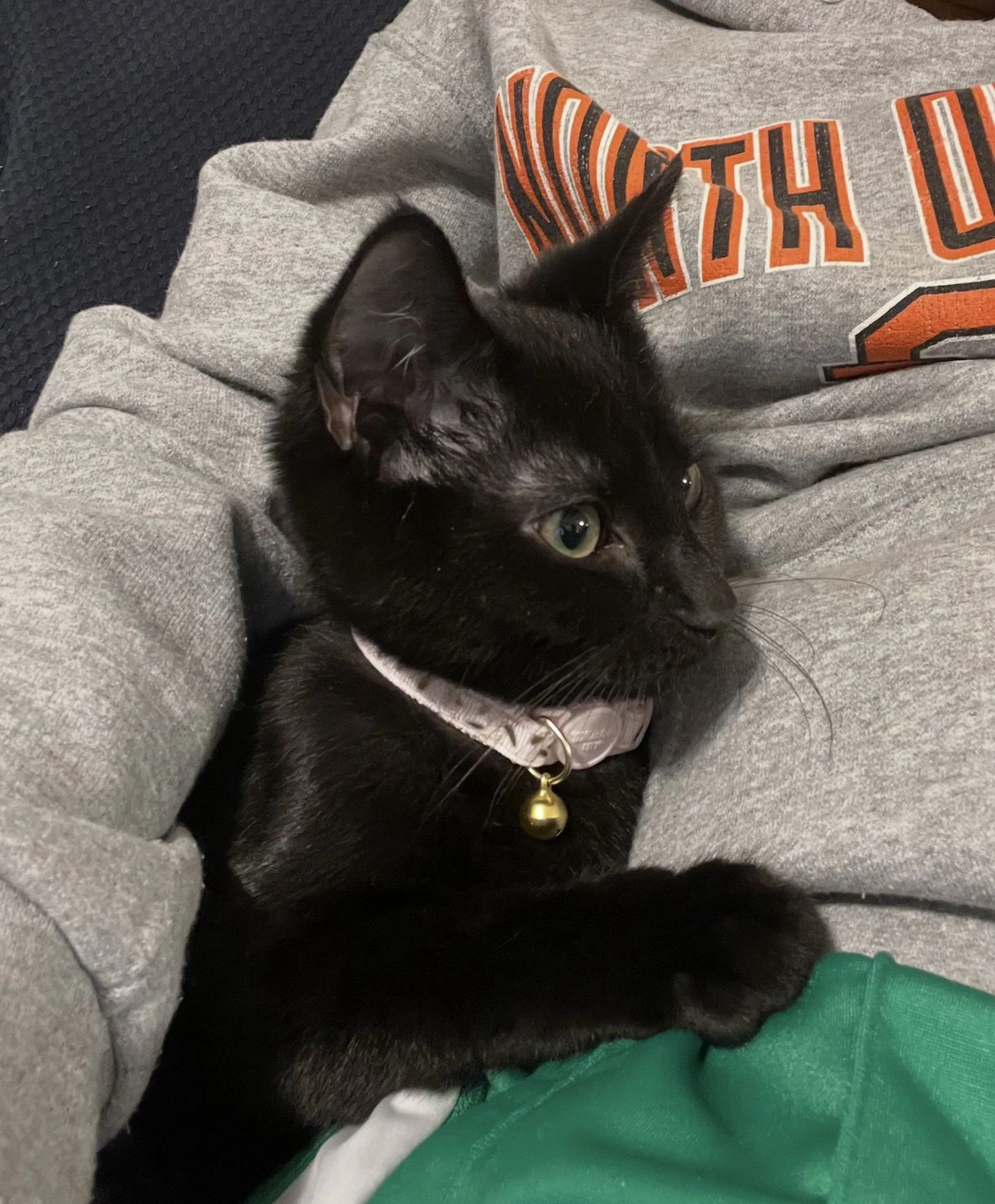 Lost pet-1