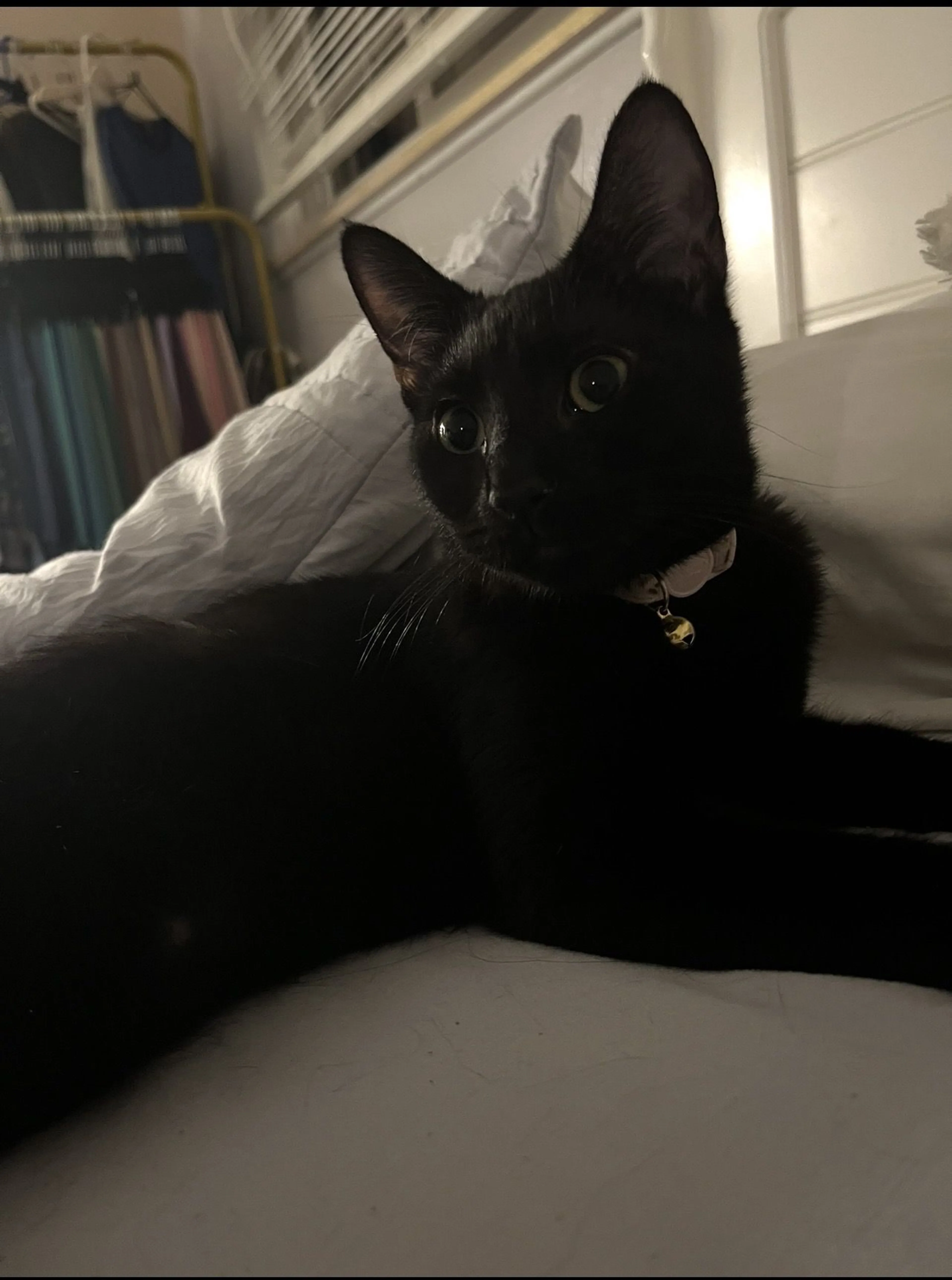 Lost pet-0