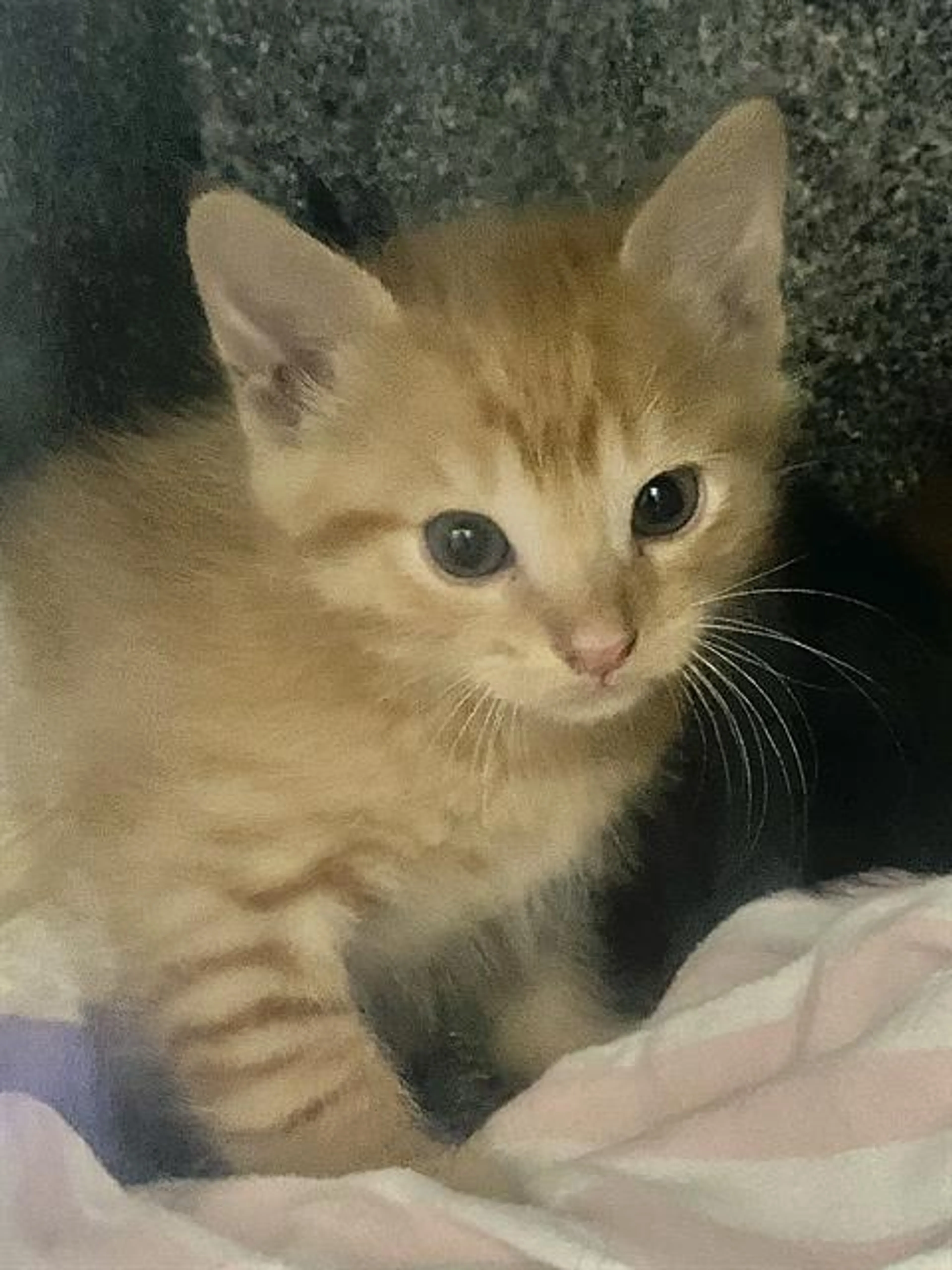 Found pet