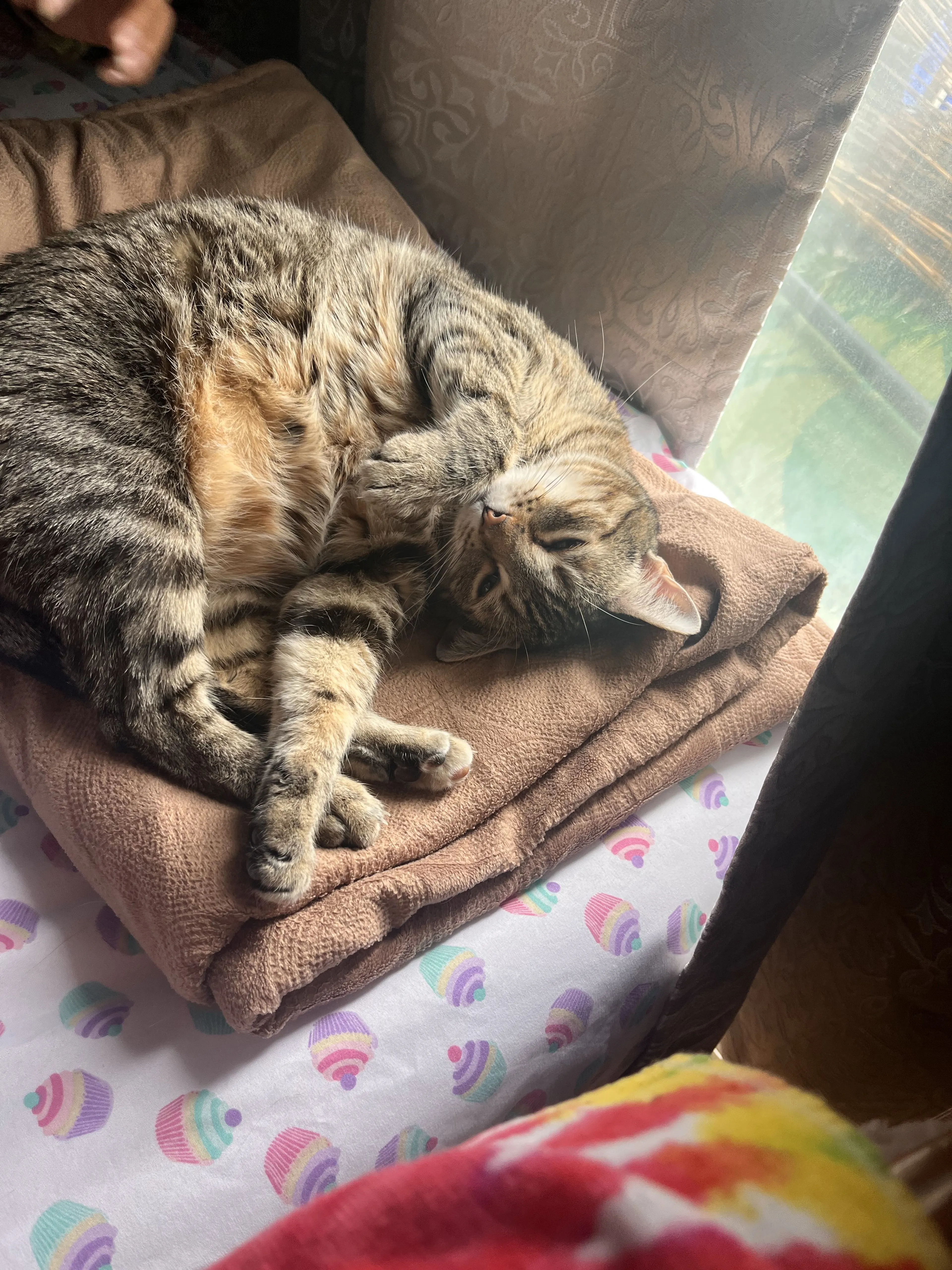 Lost pet-2