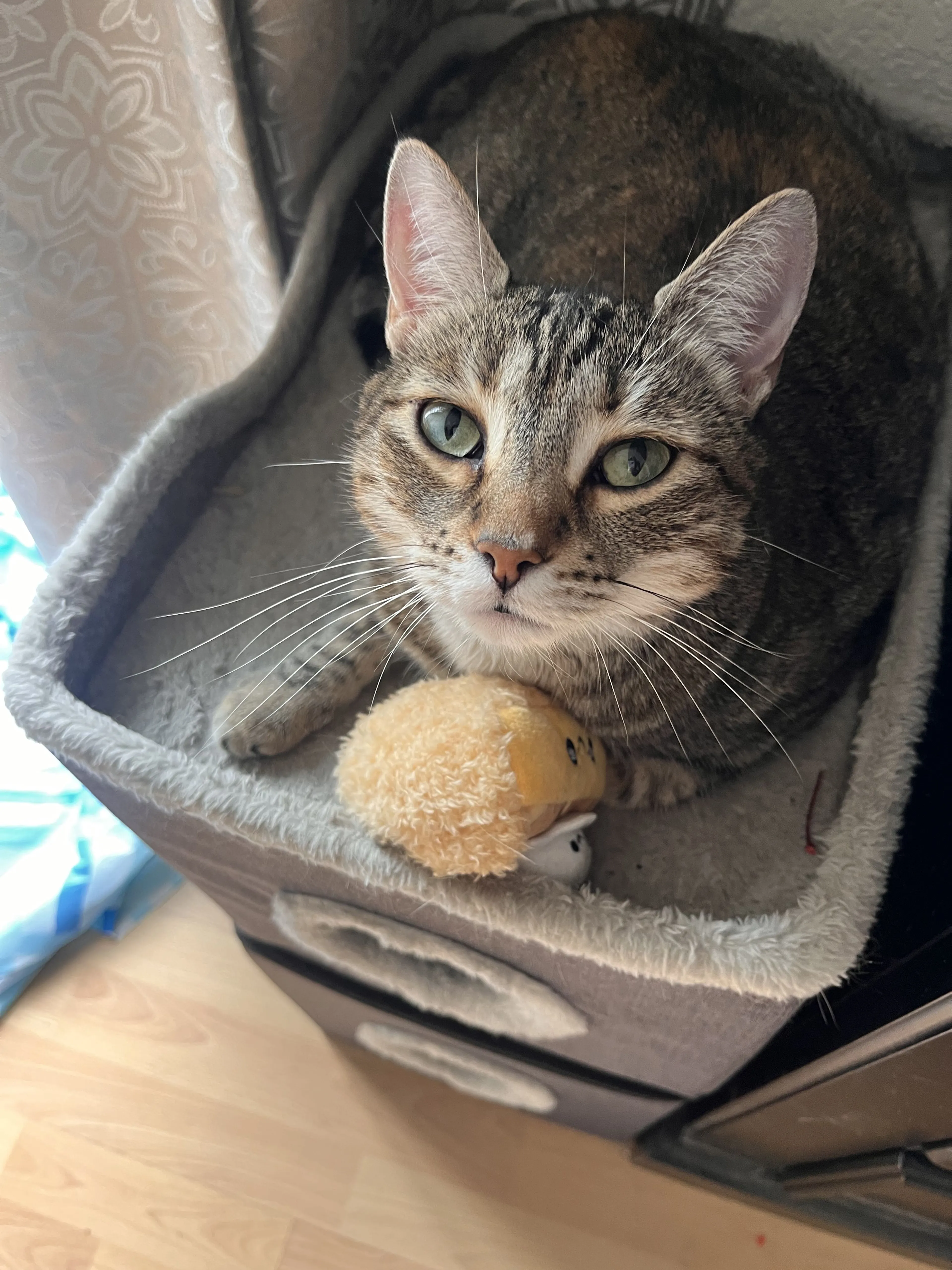 Lost pet-1