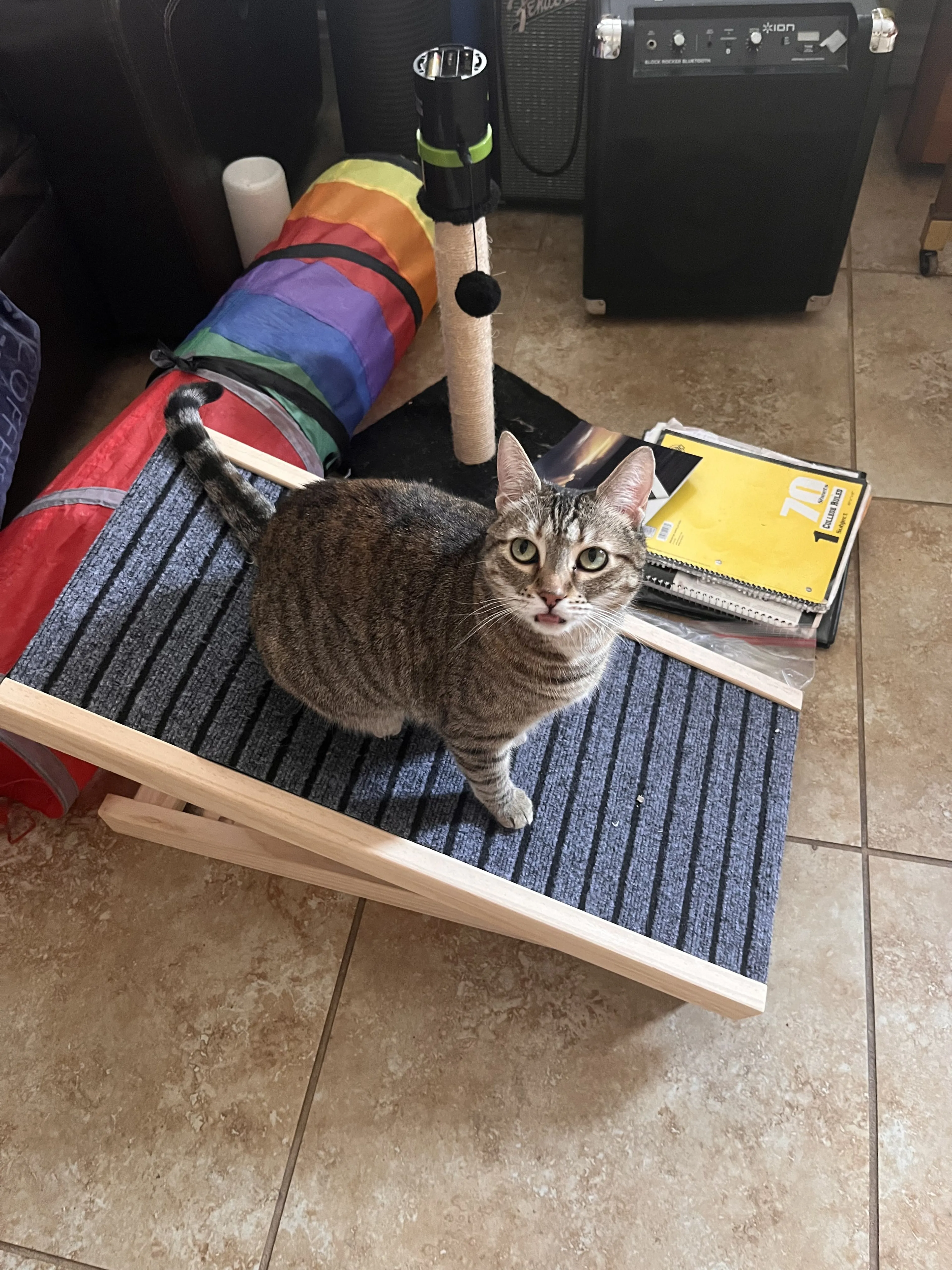 Lost pet-3