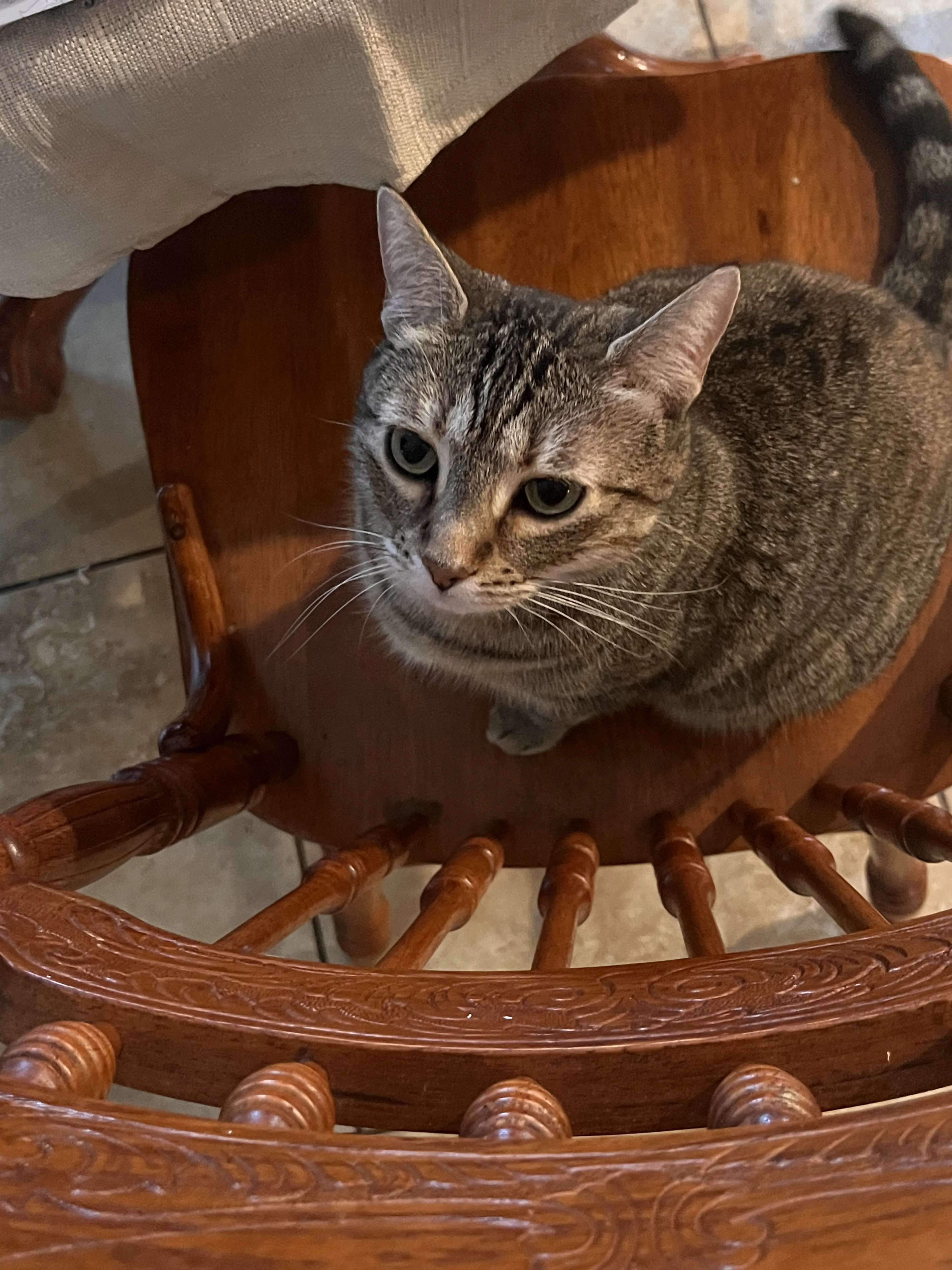 Lost pet-0