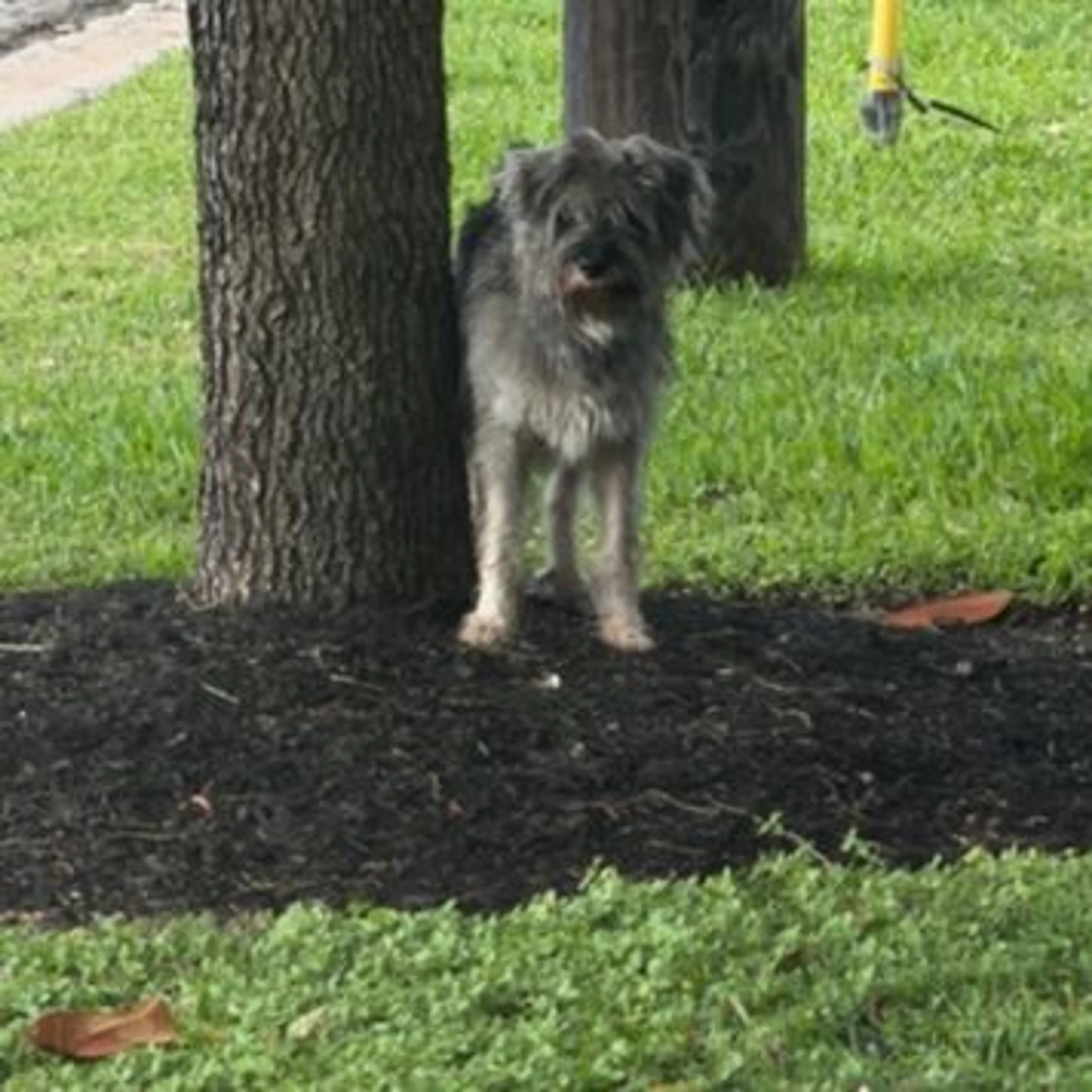 Found pet