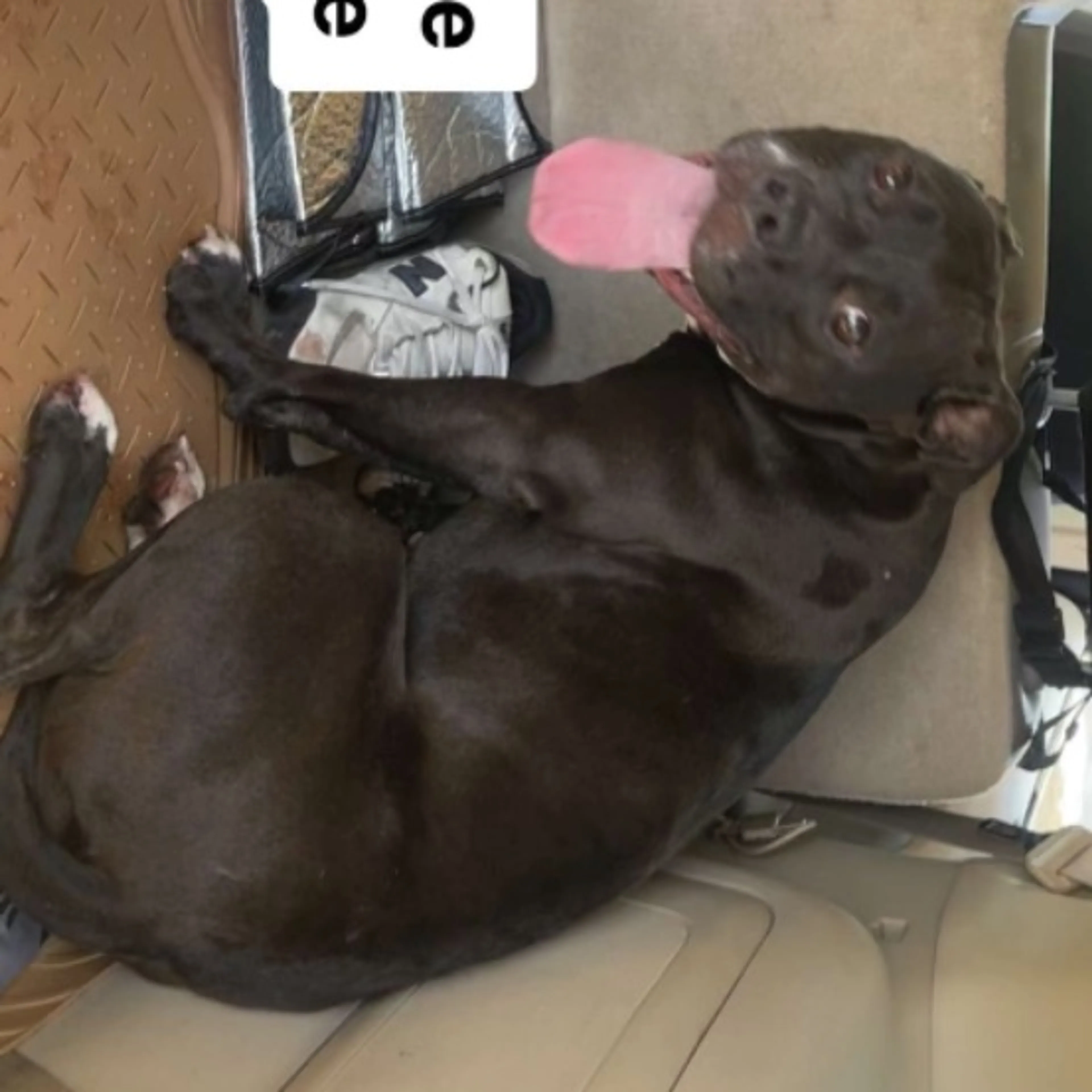 Found pet