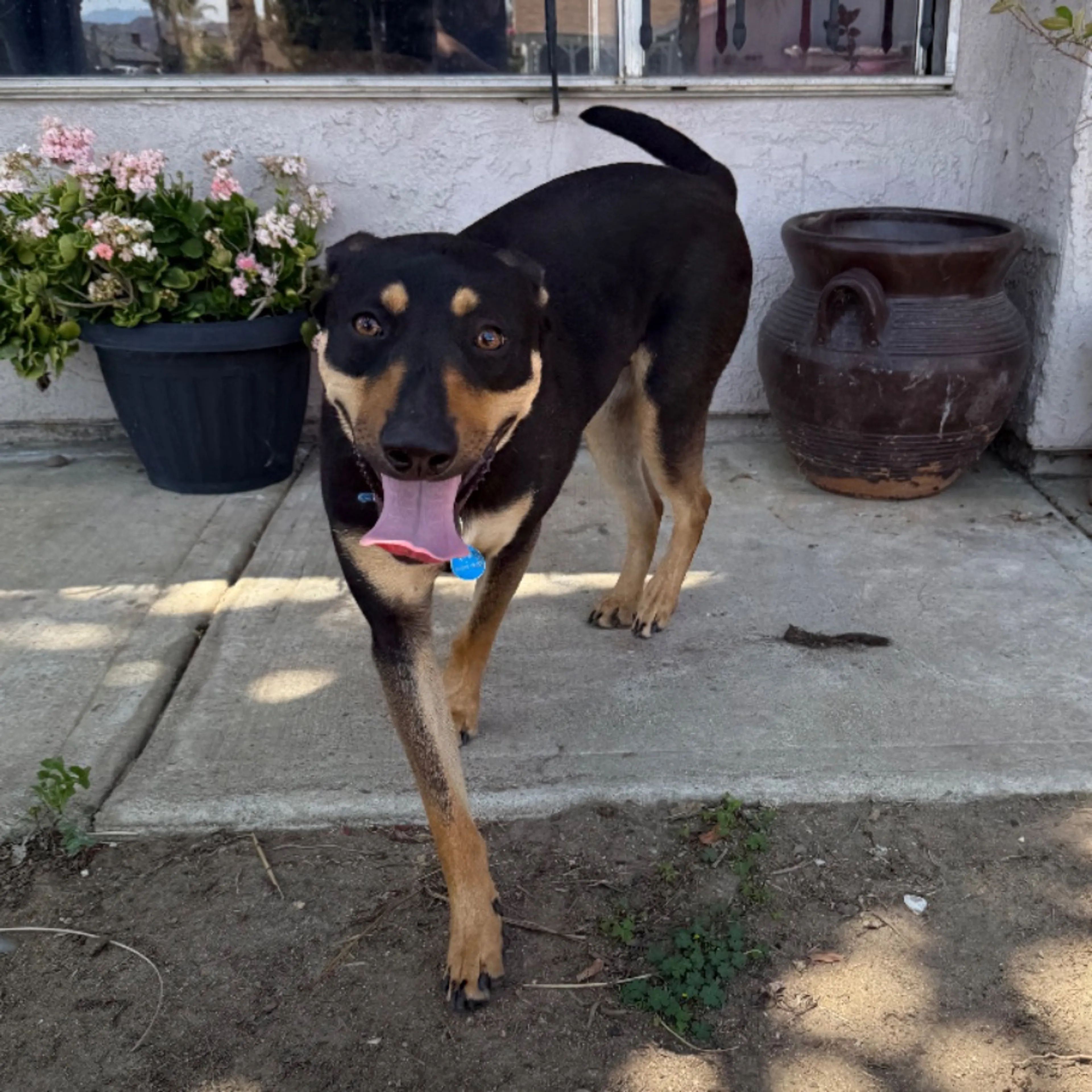 Found pet