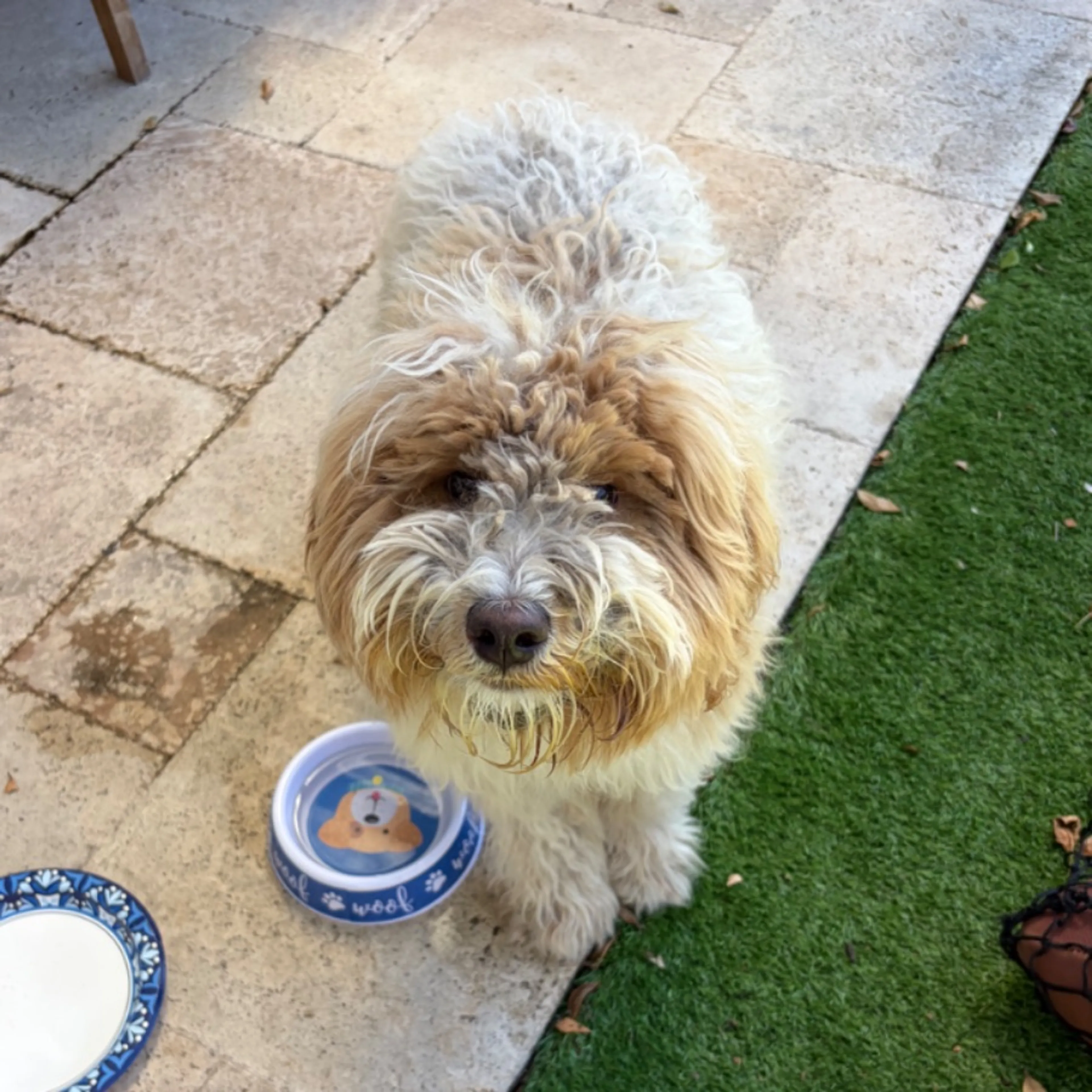 Found pet