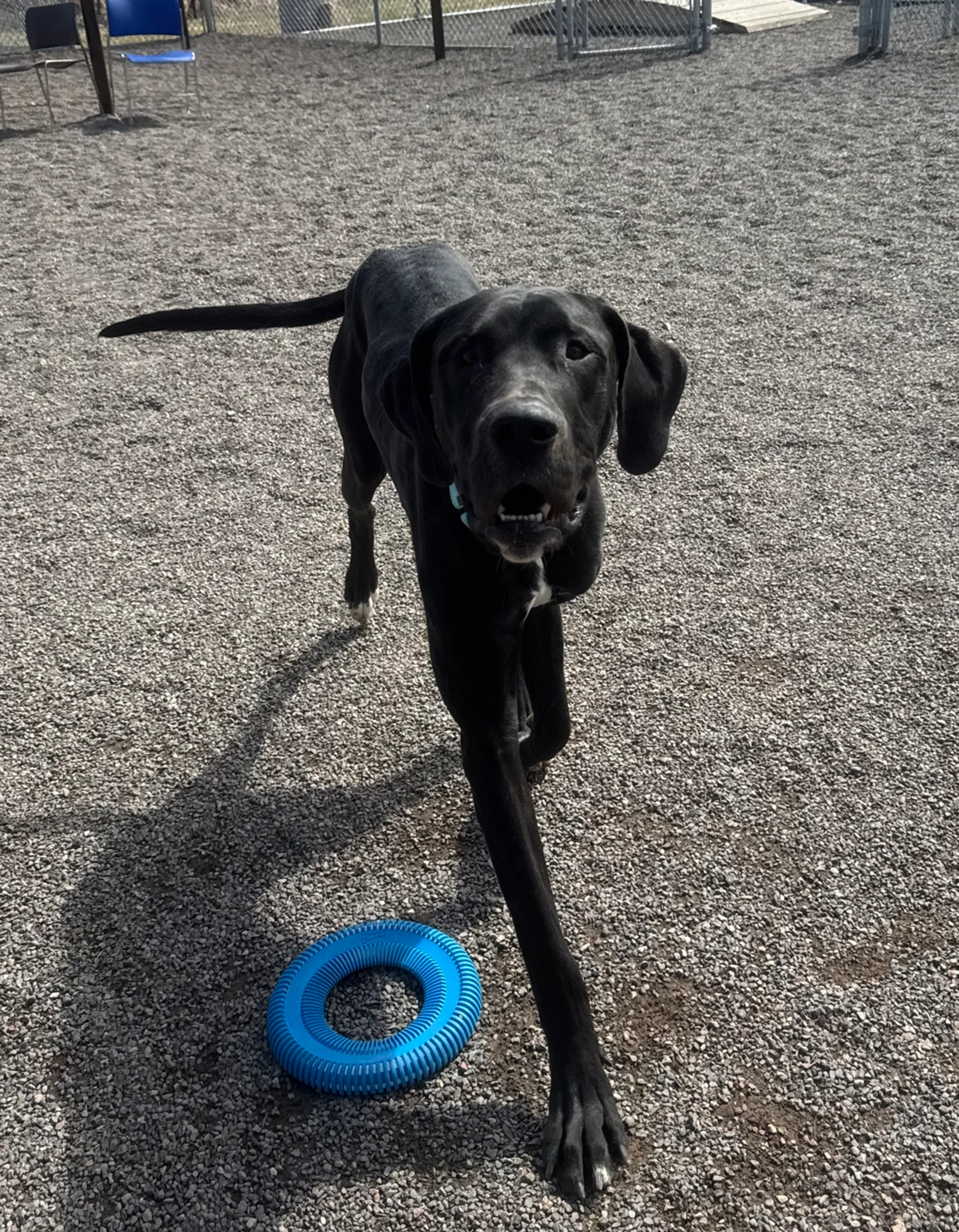 Found pet-0