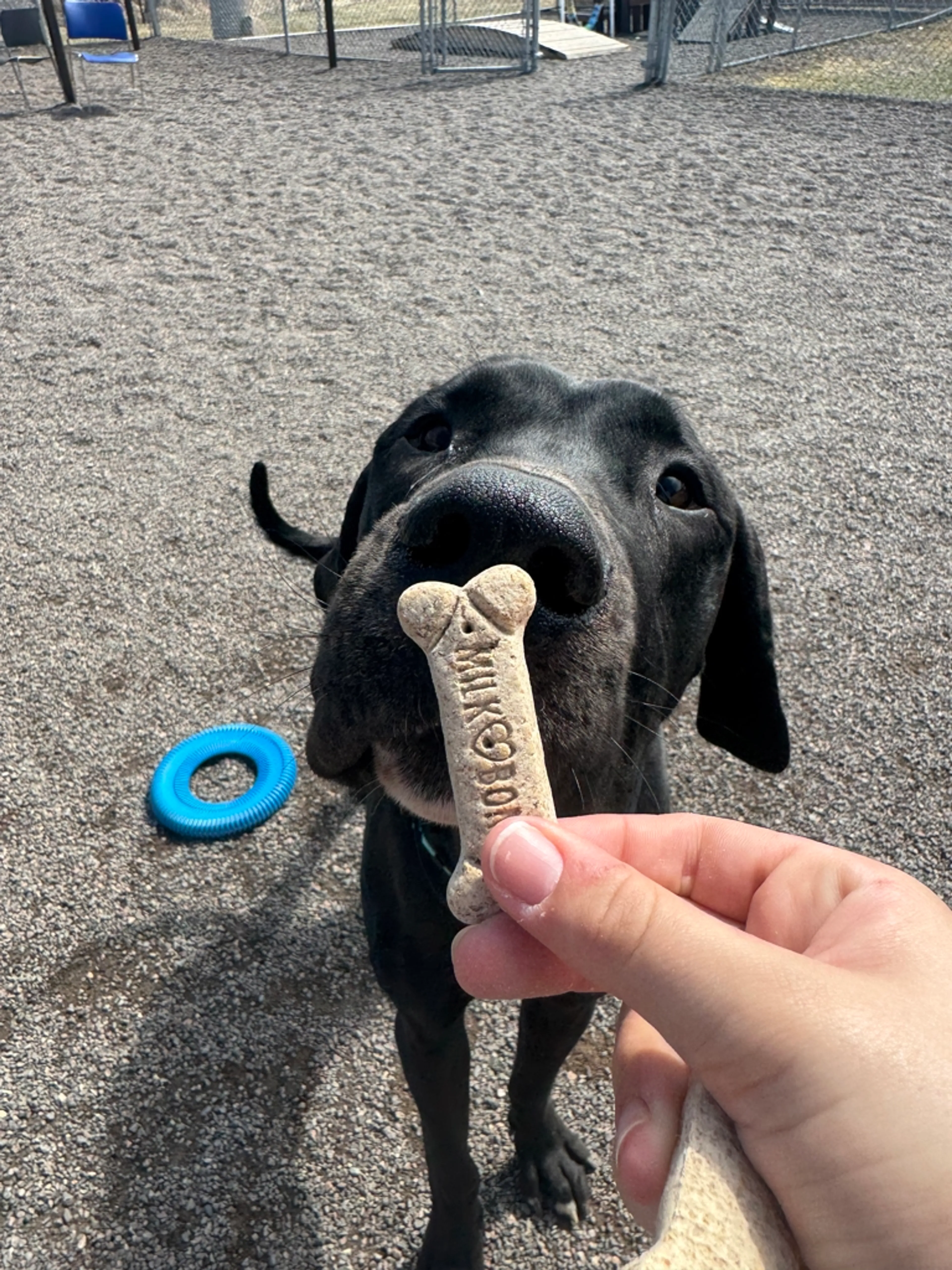 Found pet-1