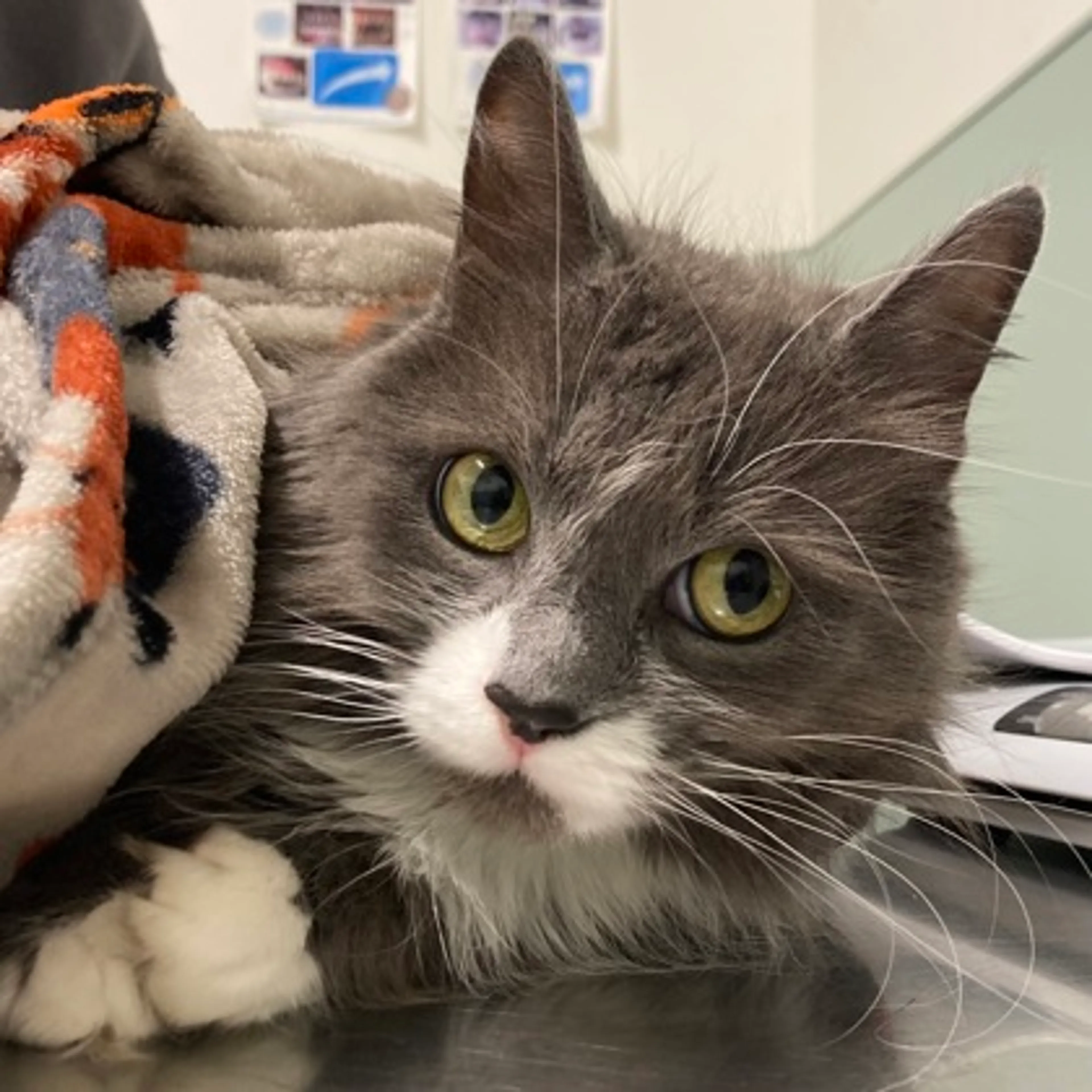 Found pet