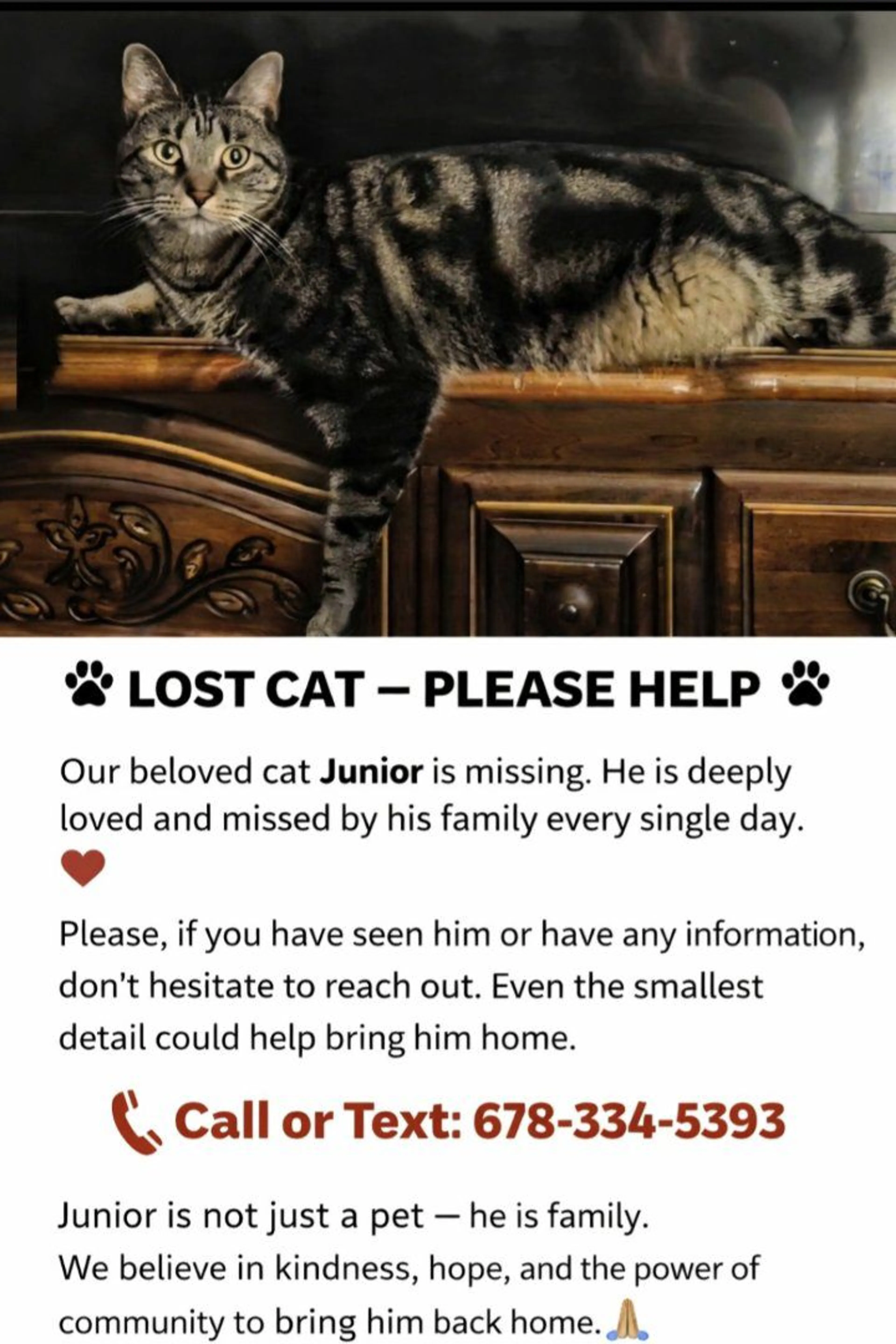 Lost pet