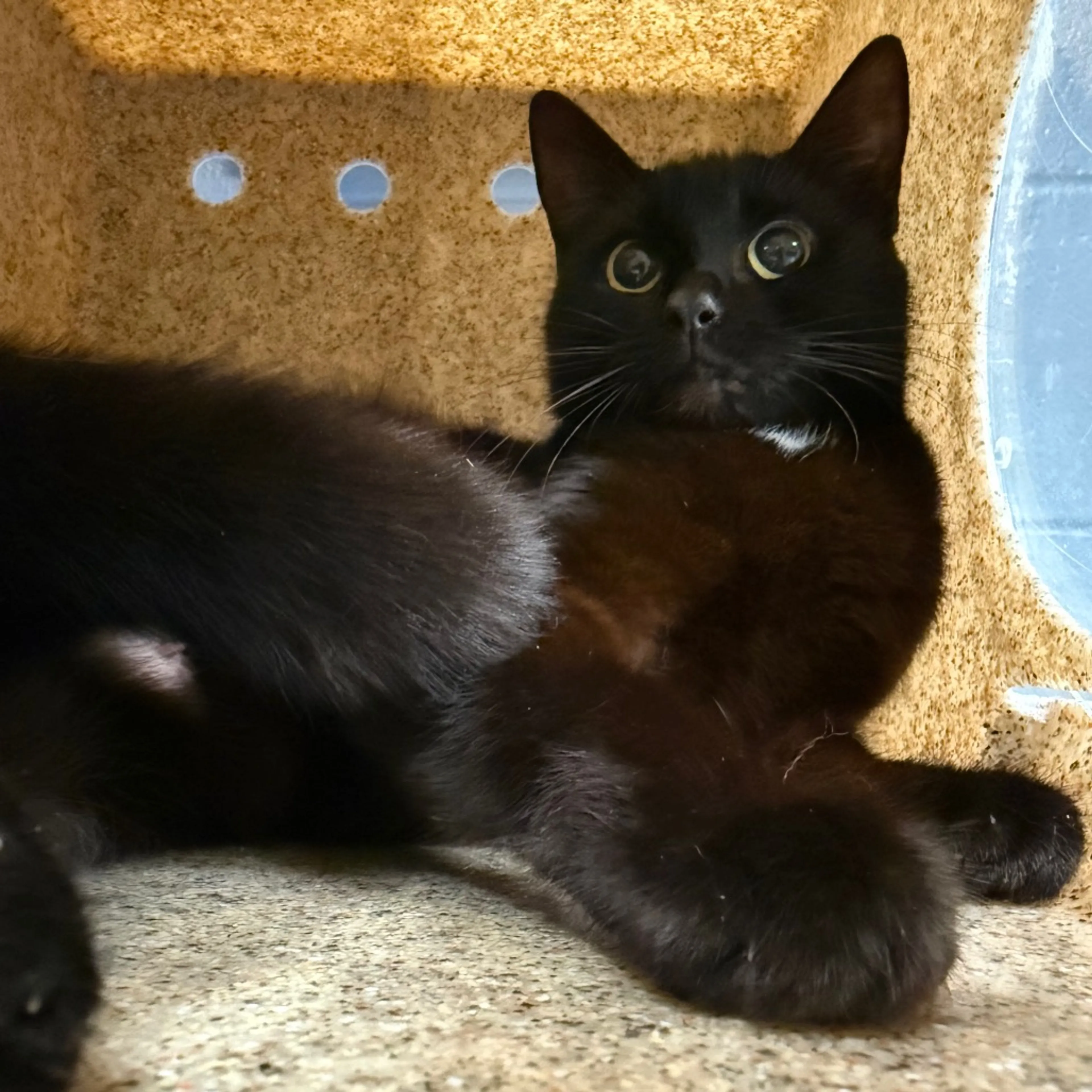 Found pet-1