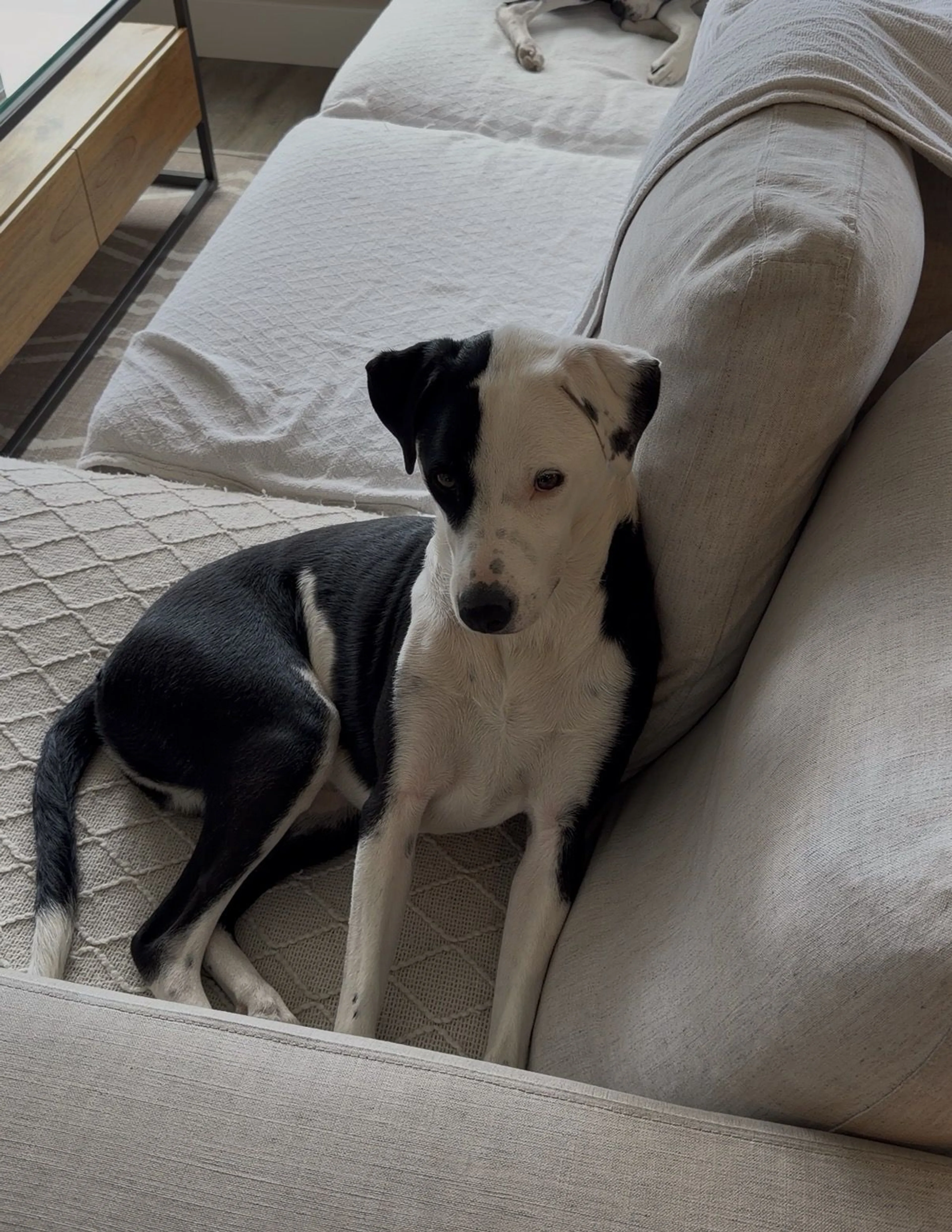 Lost pet
