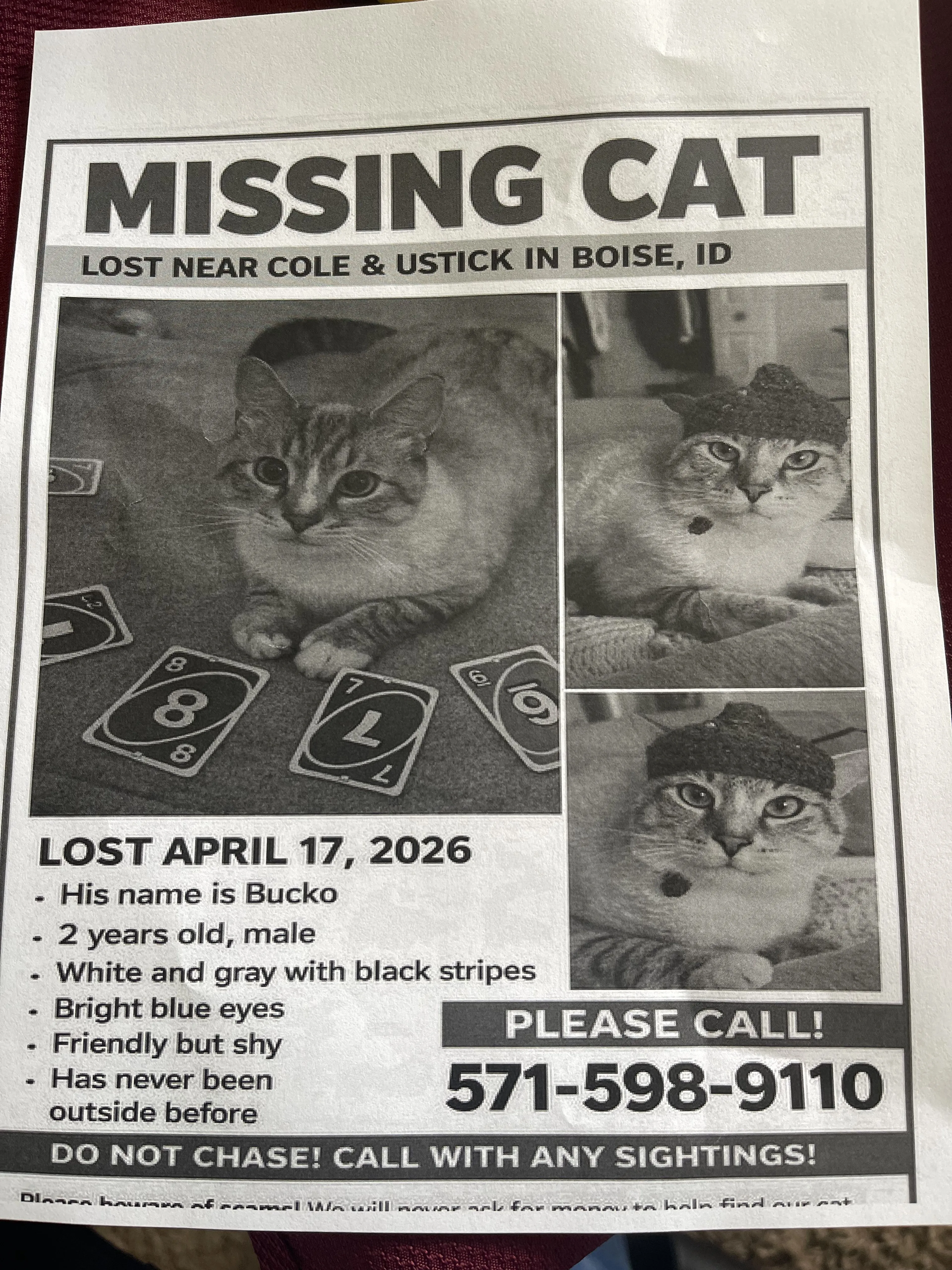 Lost pet