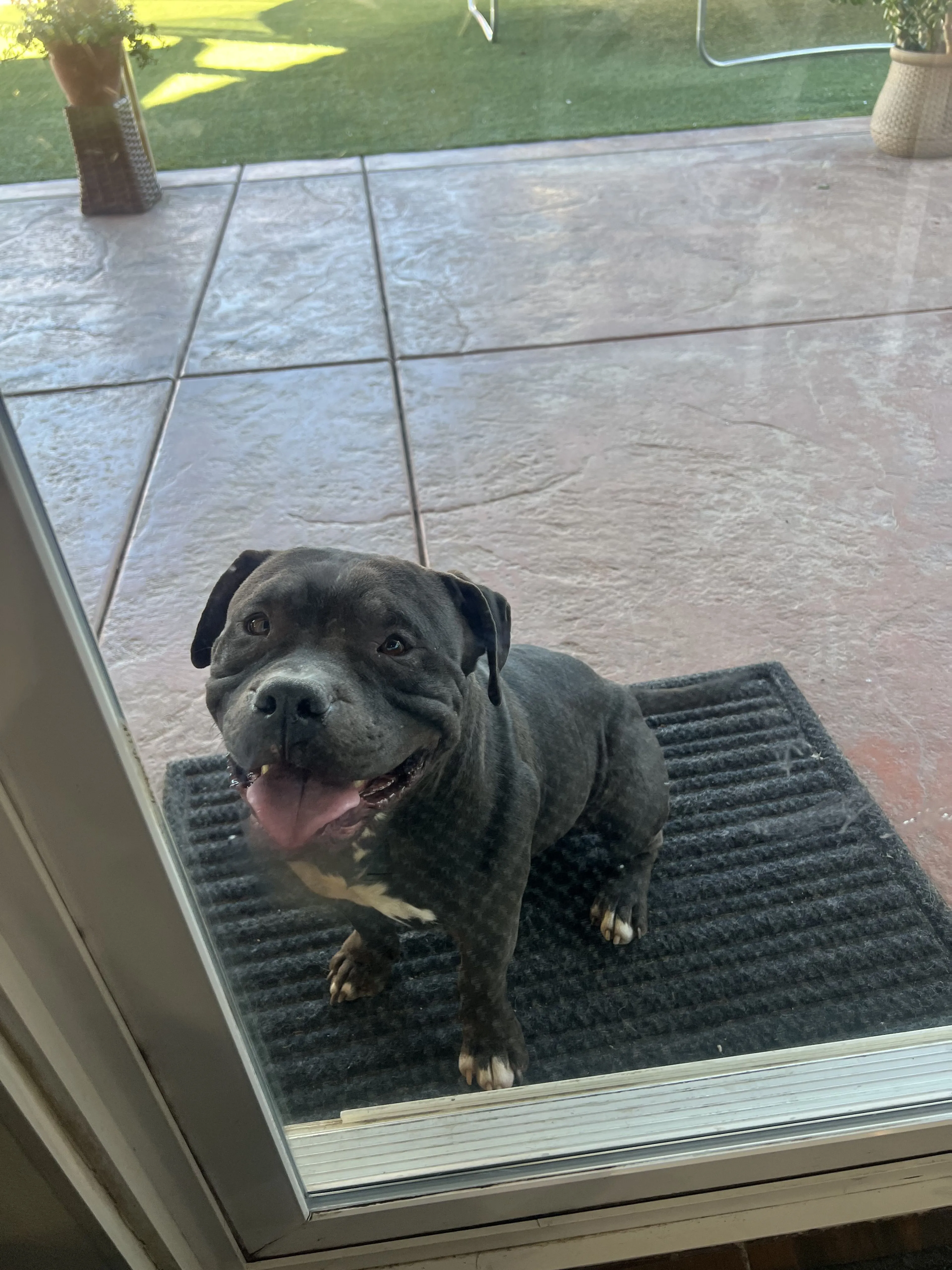 Lost pet