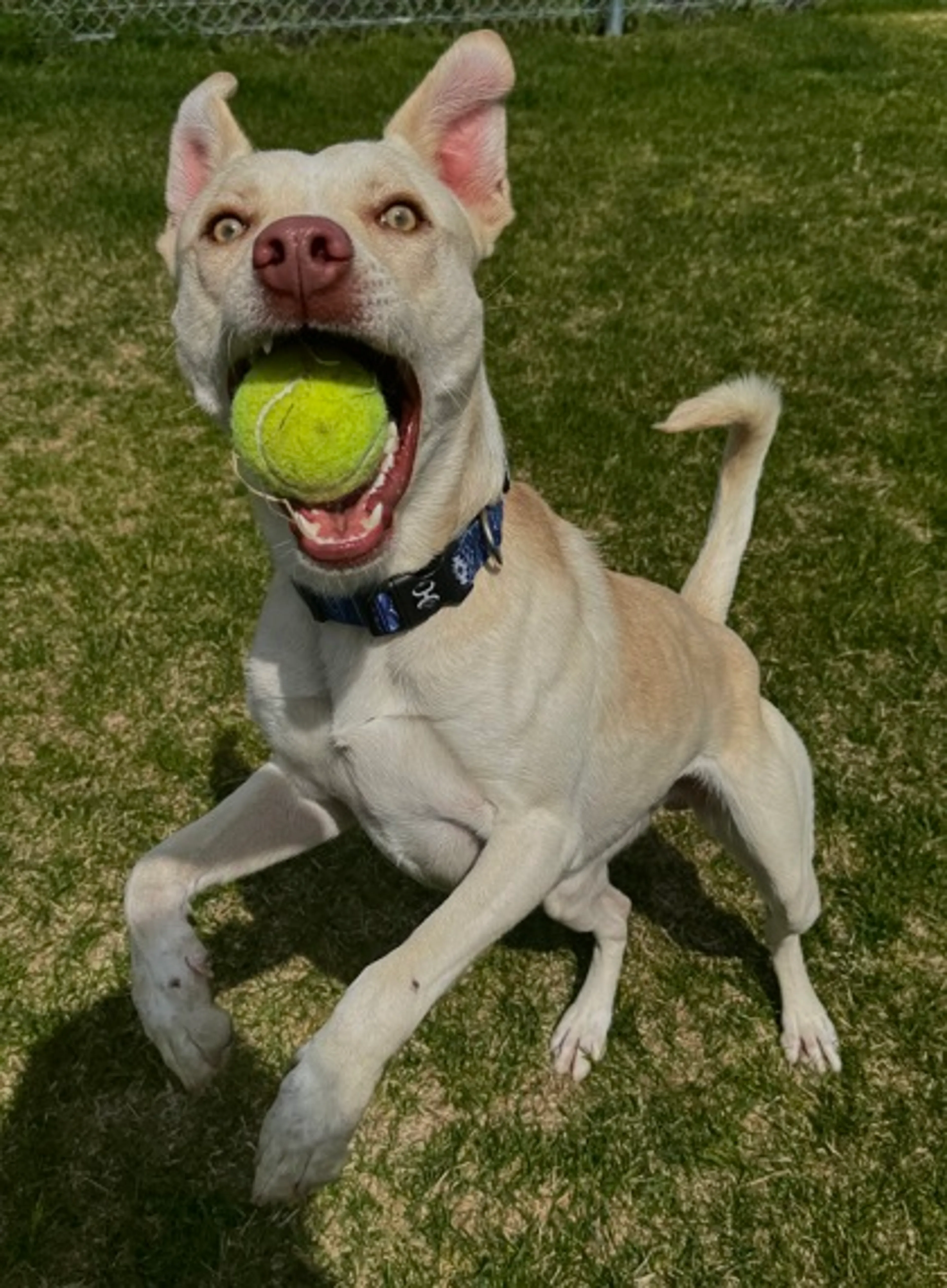 Found pet-2