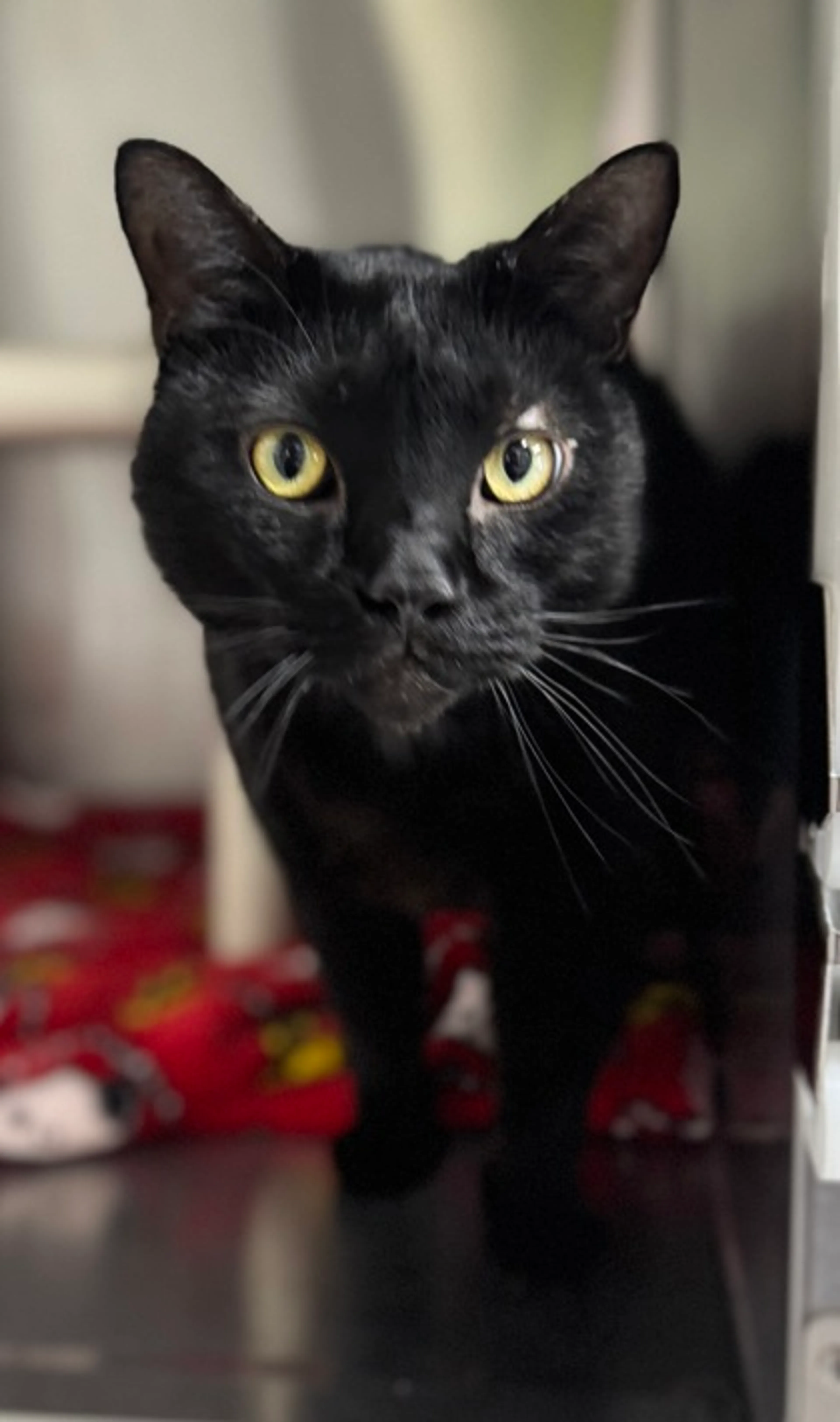 Found pet-2