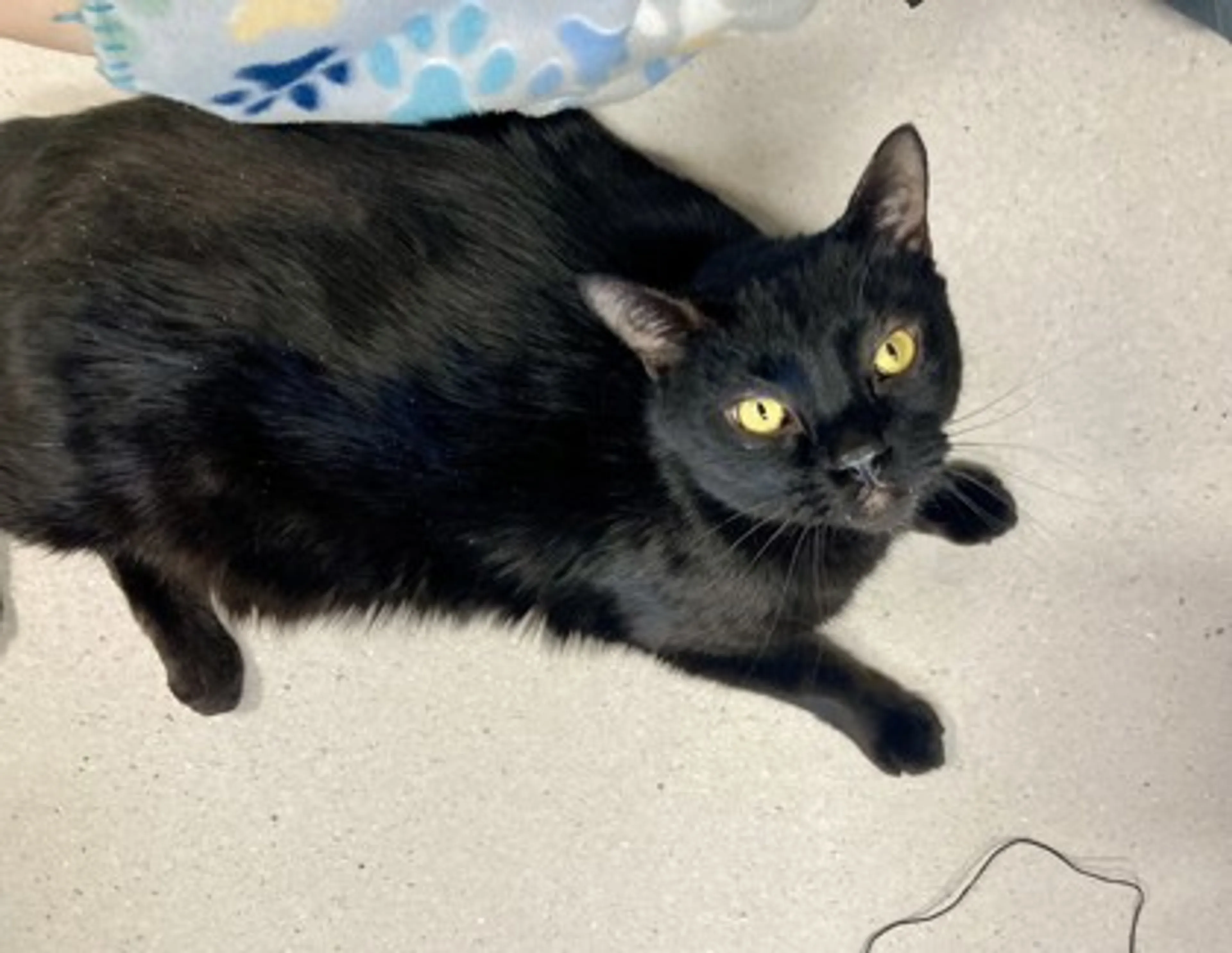 Found pet-1