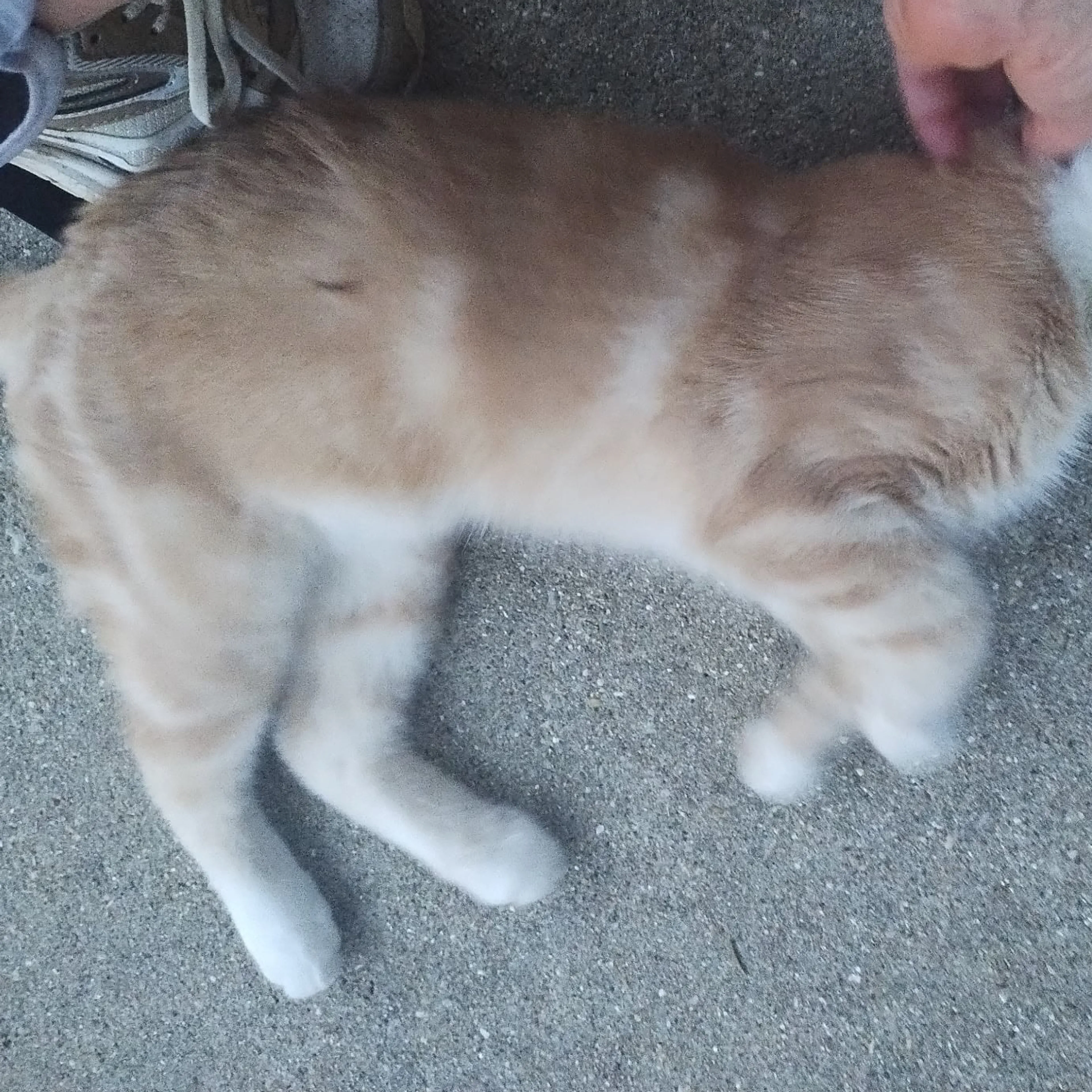 Lost pet-1