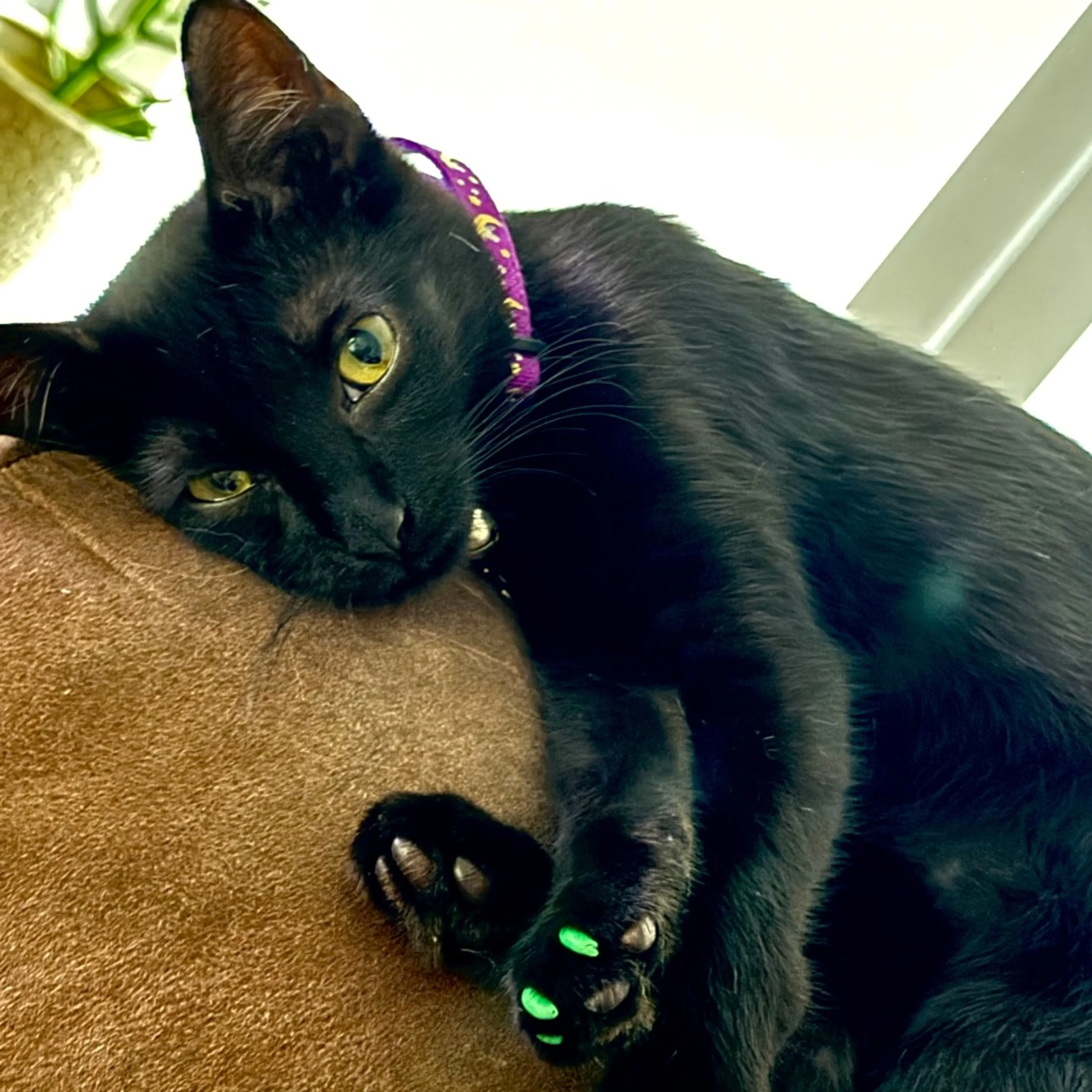 Found pet-0
