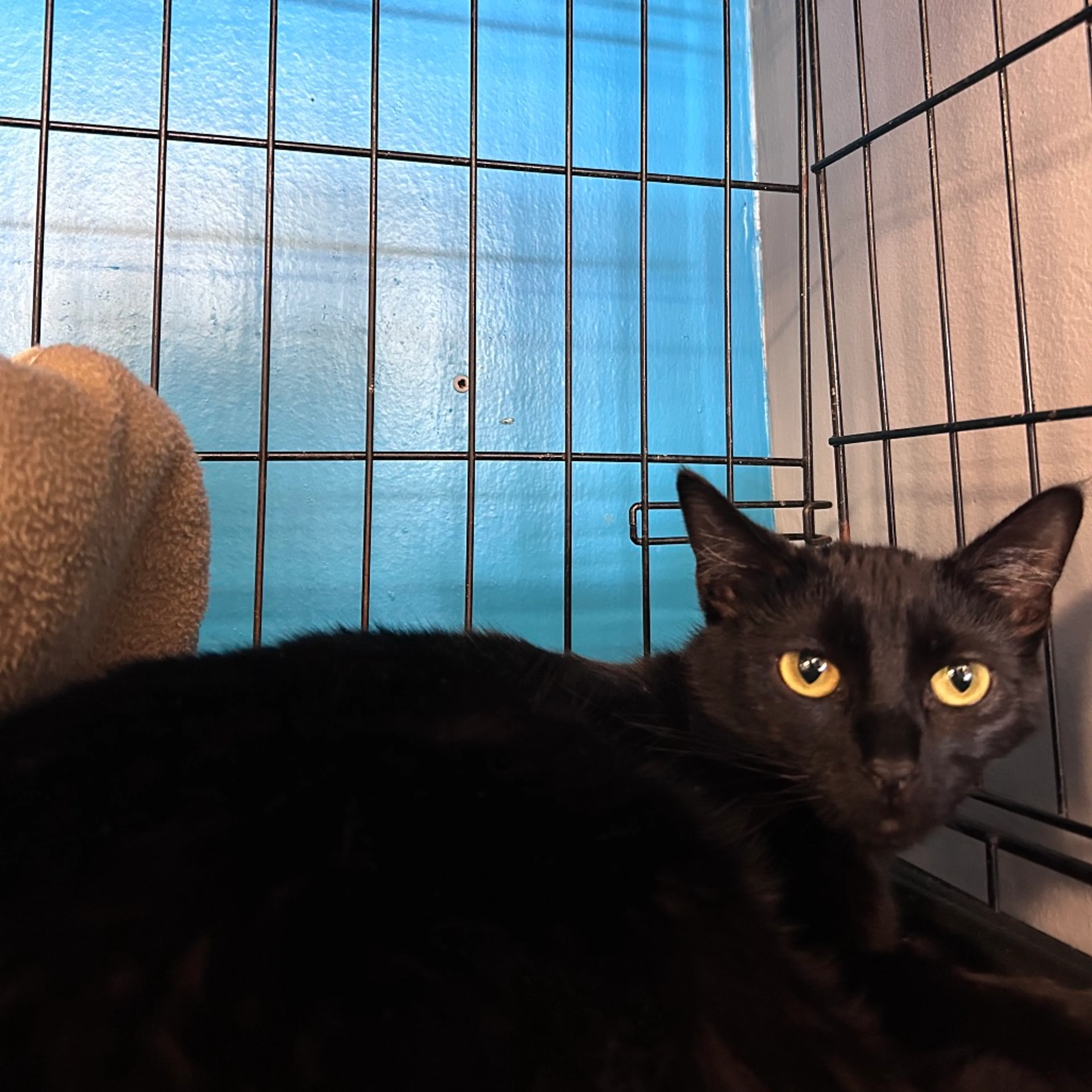 Found pet-1