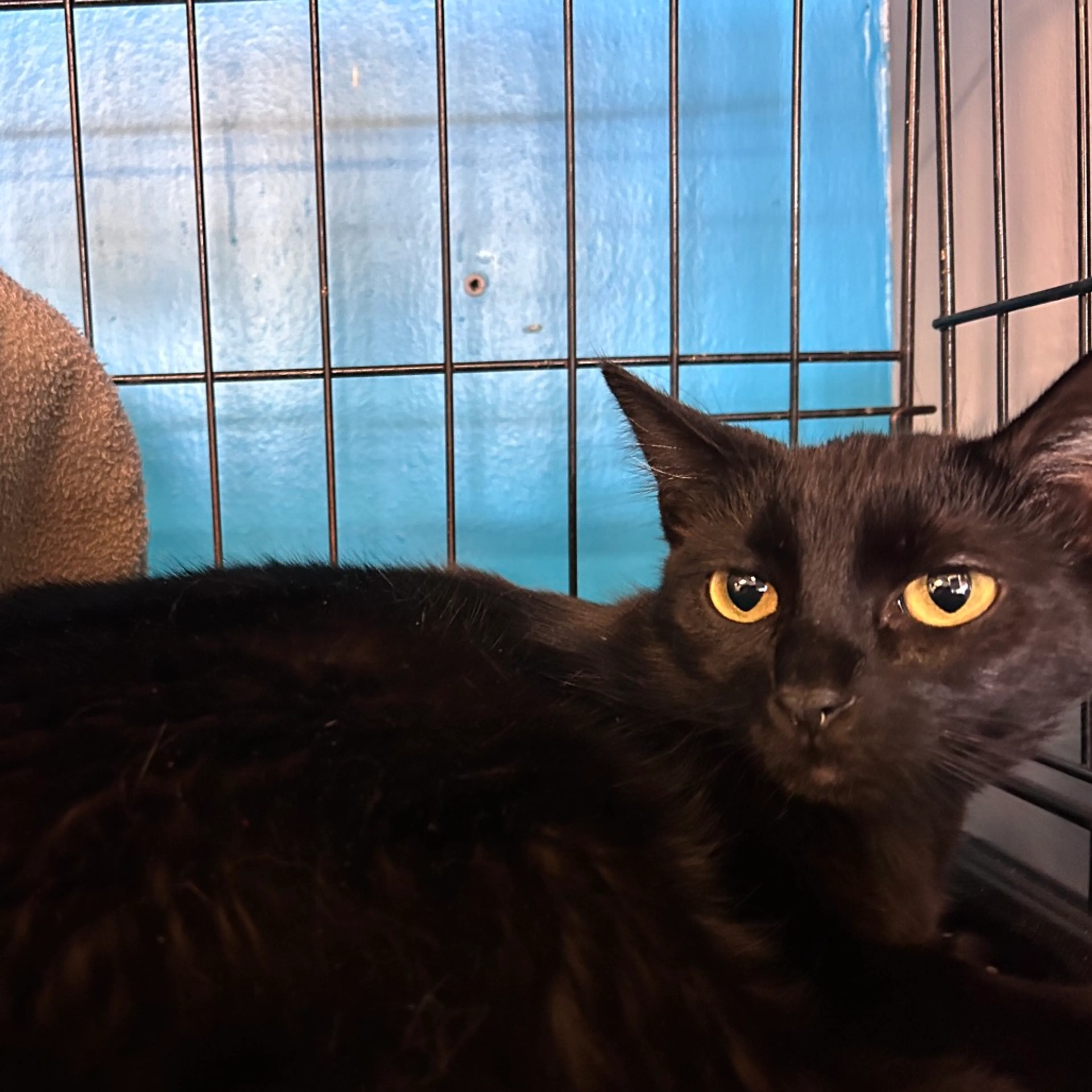 Found pet-2