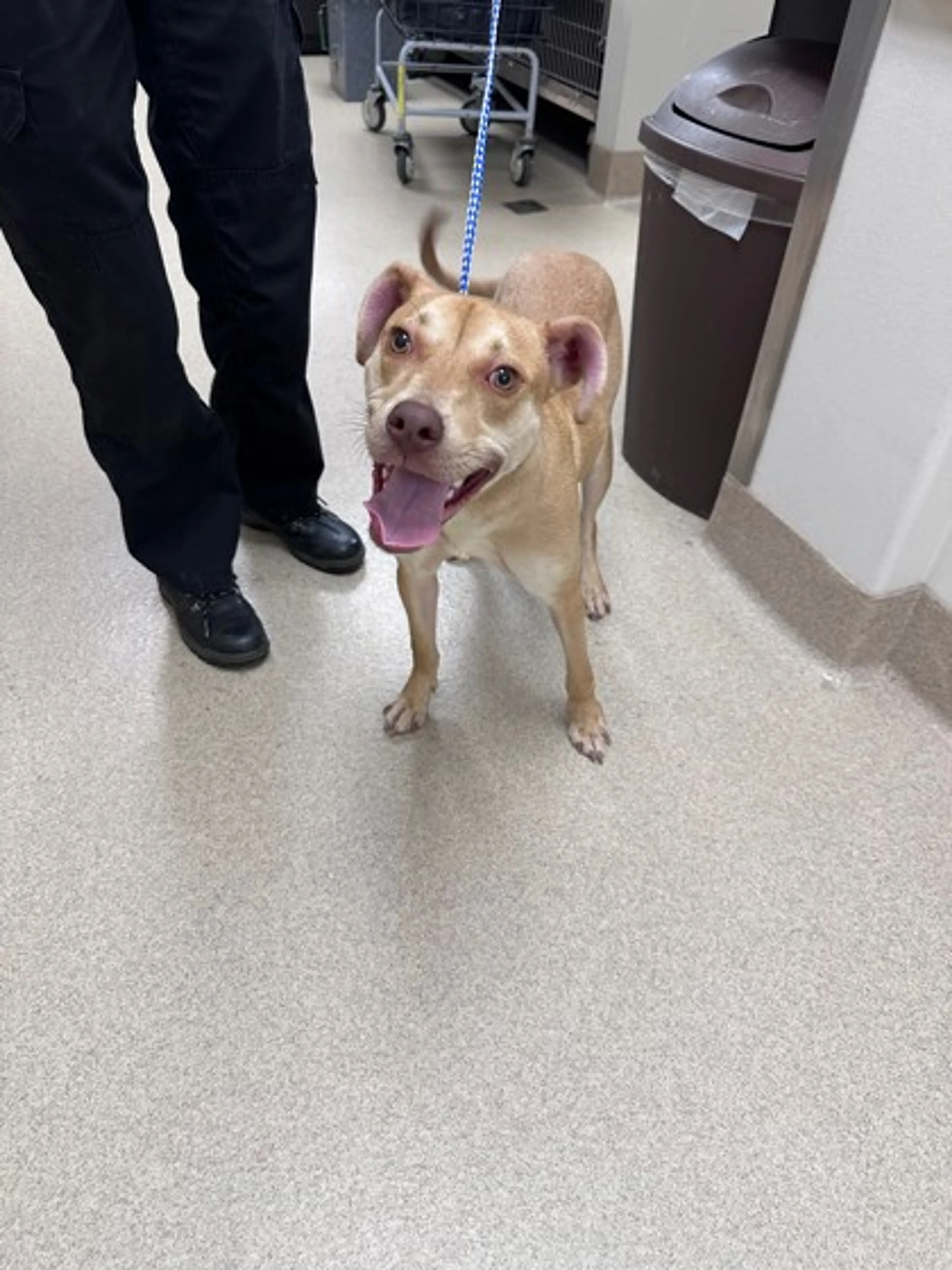 Found pet
