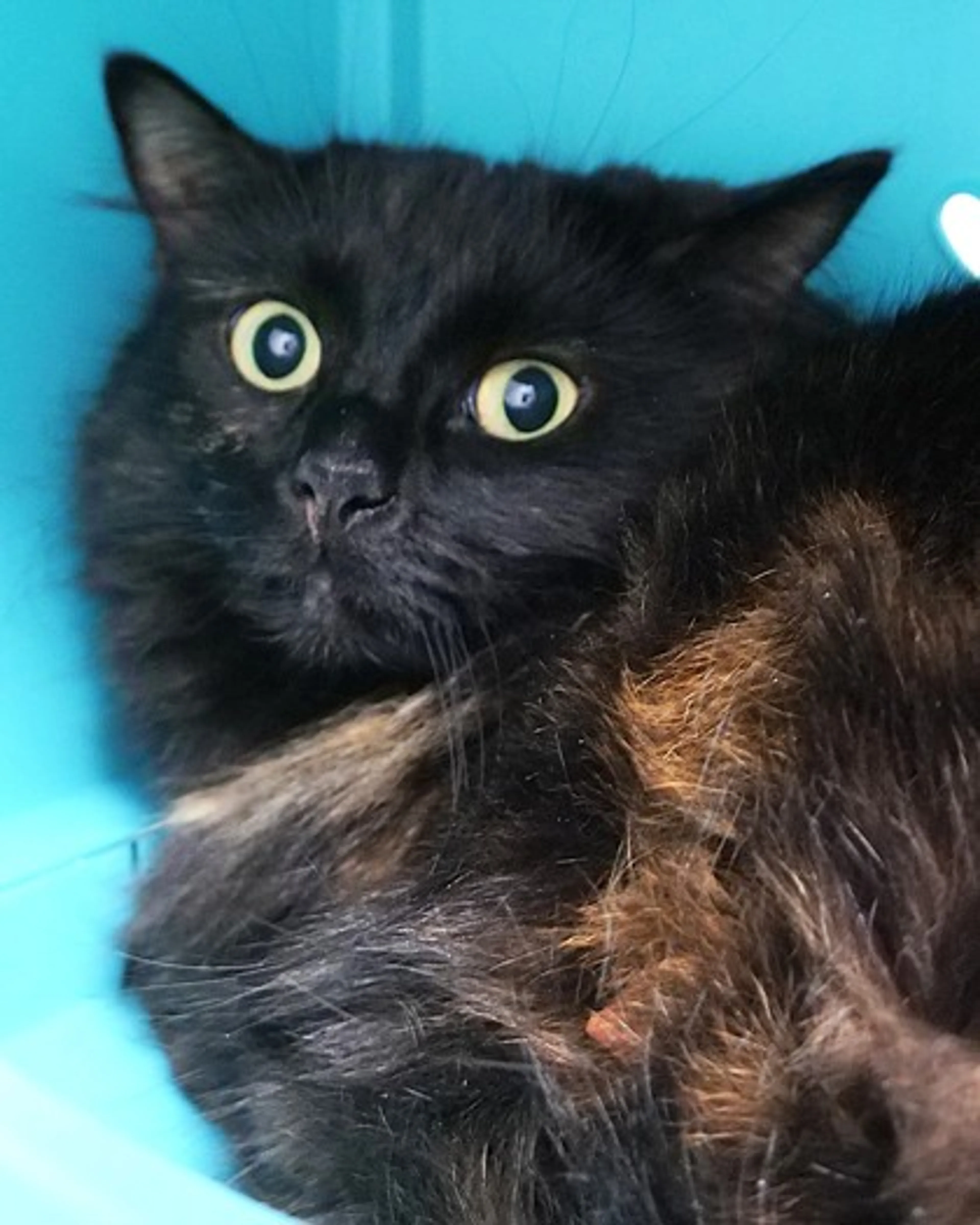 Found pet-0