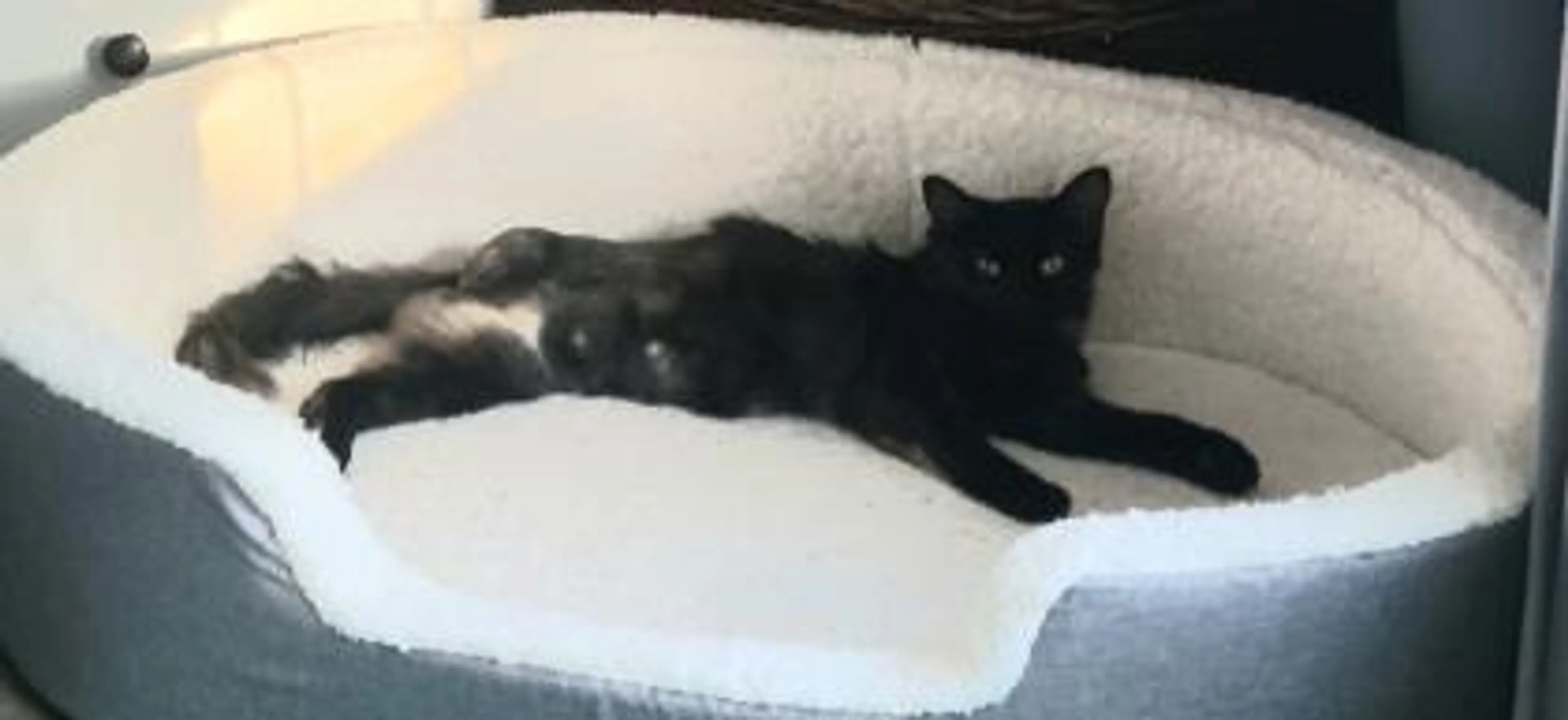 Found pet-1
