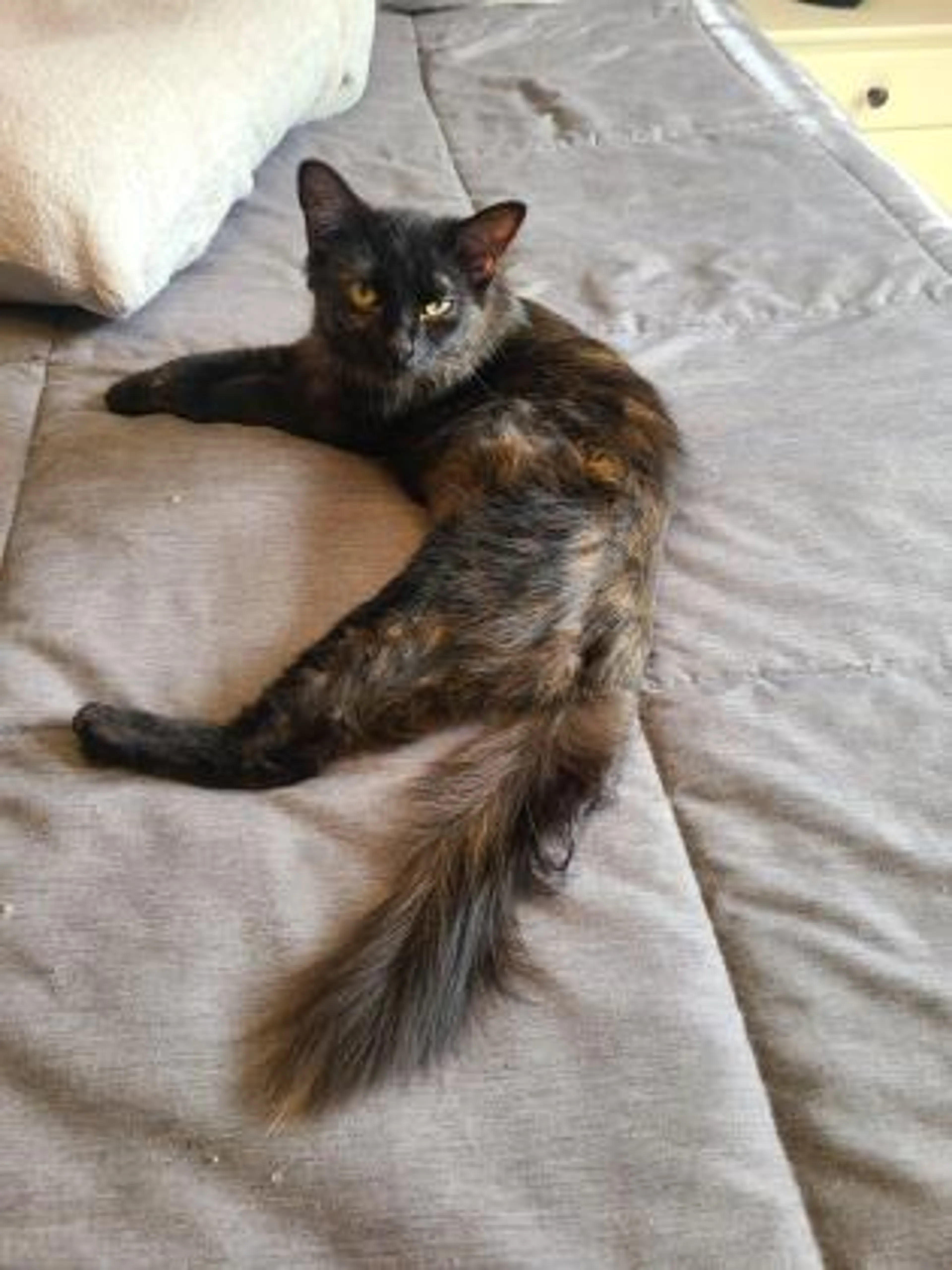 Found pet-2