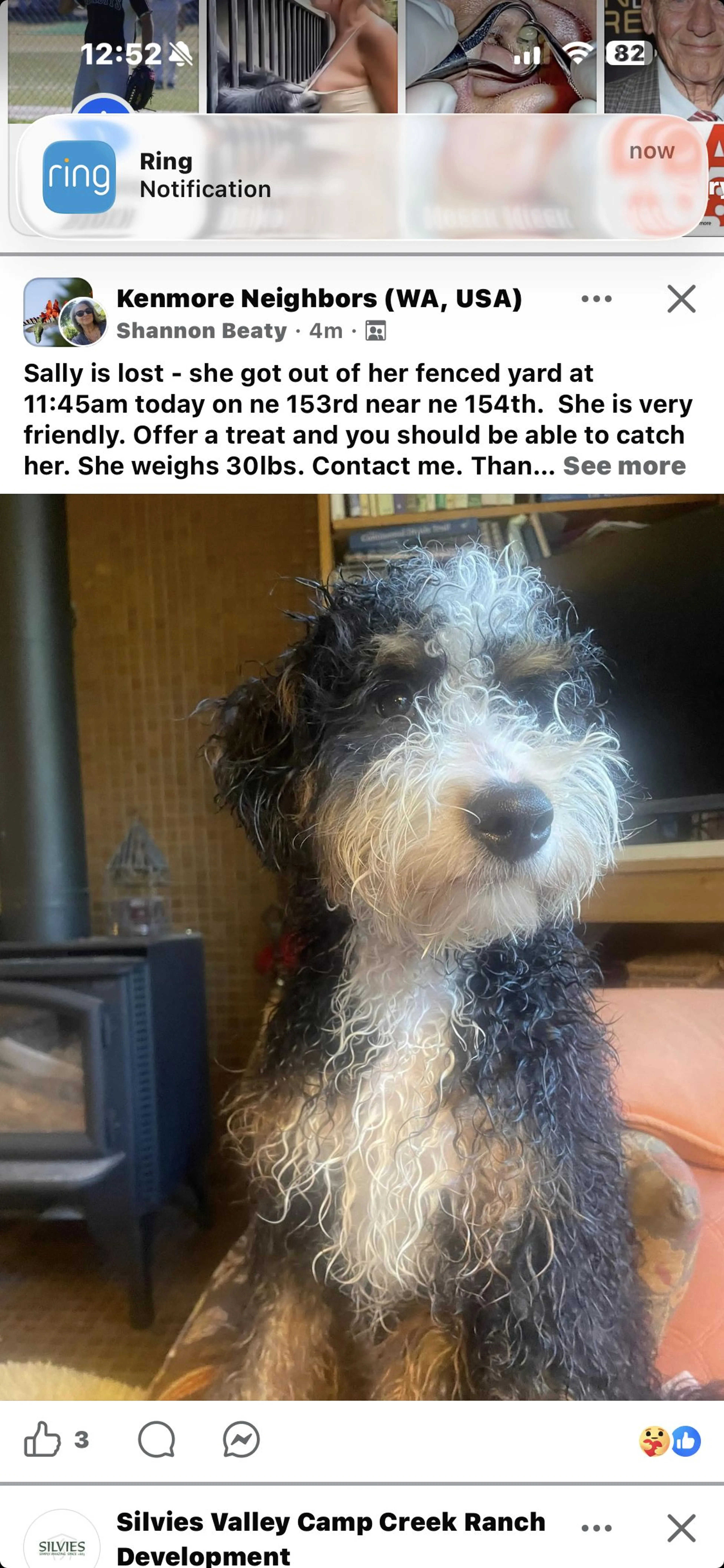 Lost pet