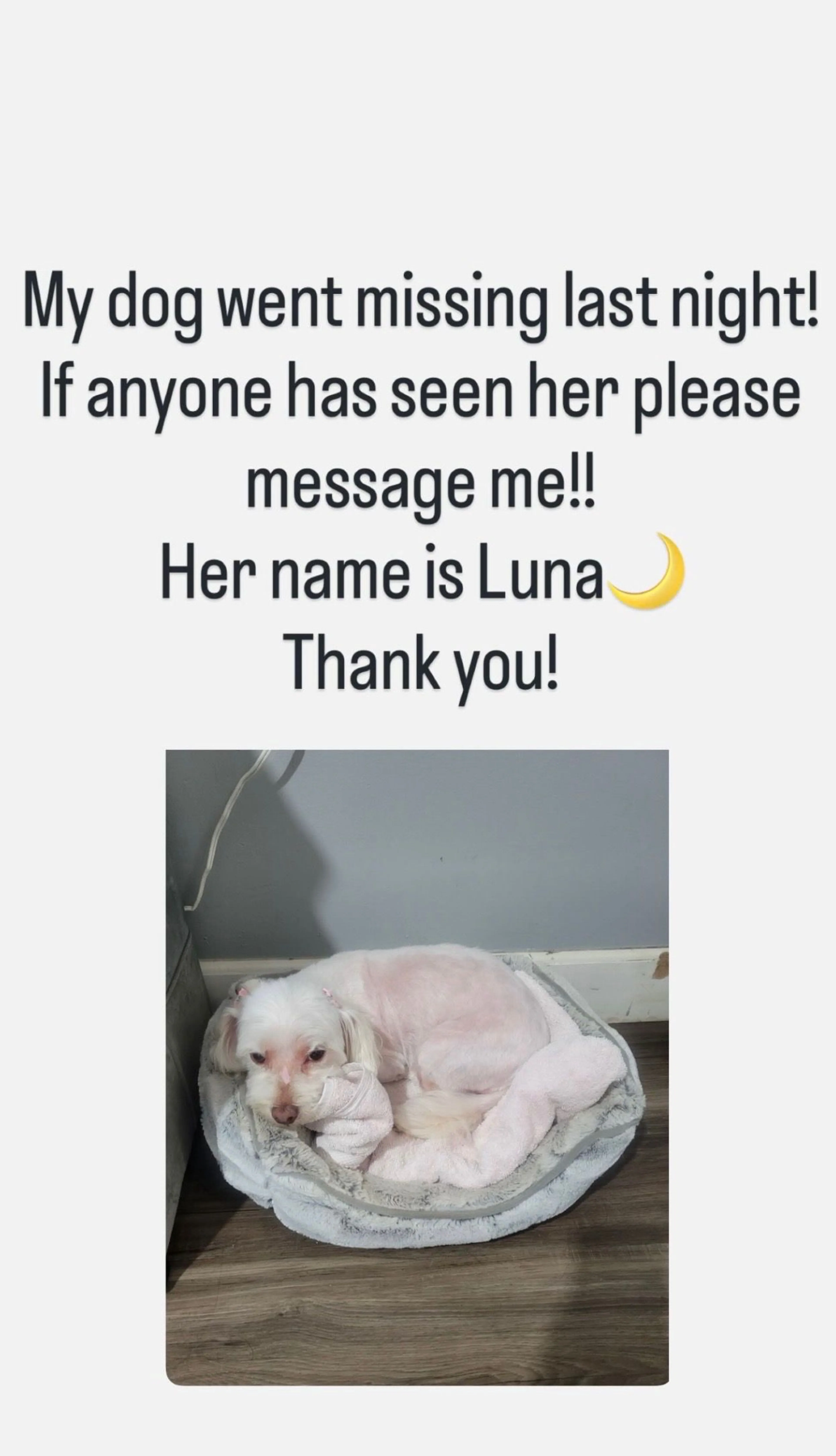 Lost pet